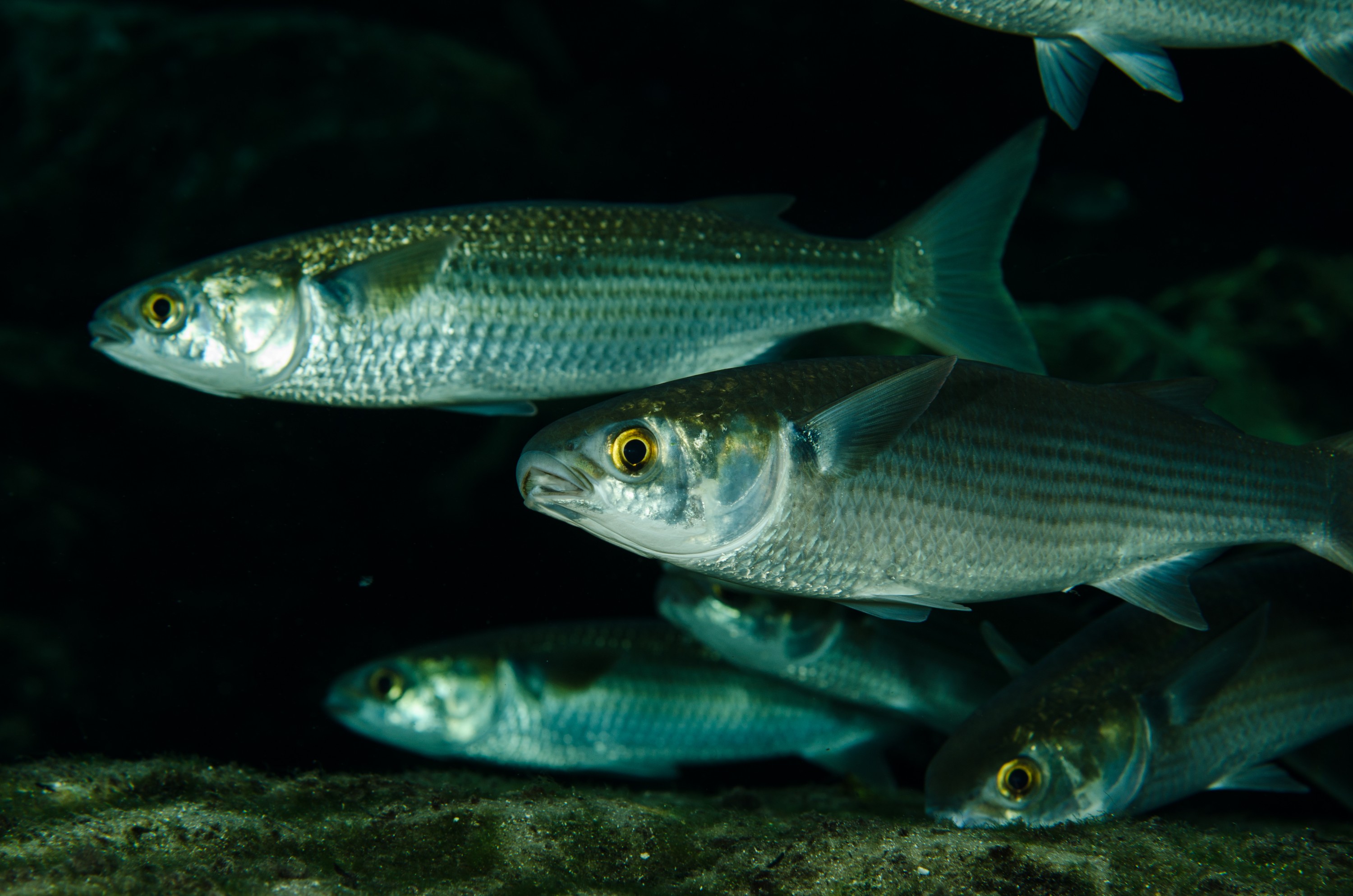 DSC_1472 – Grey, mullet, Mugil, cephalus, florida, spring, stream, Crispin, USA, Florida,