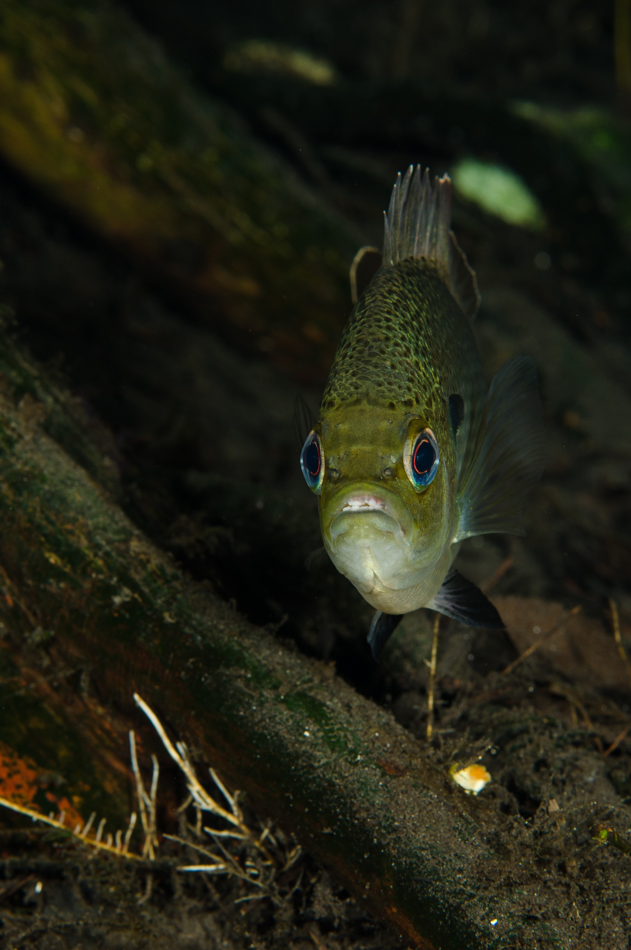 DSC_1486 – Florida stream, clear, freshwater, stream, river, Lepomis, macrochirus, bluegill, blue, gill, Crispin, USA, Florida,
