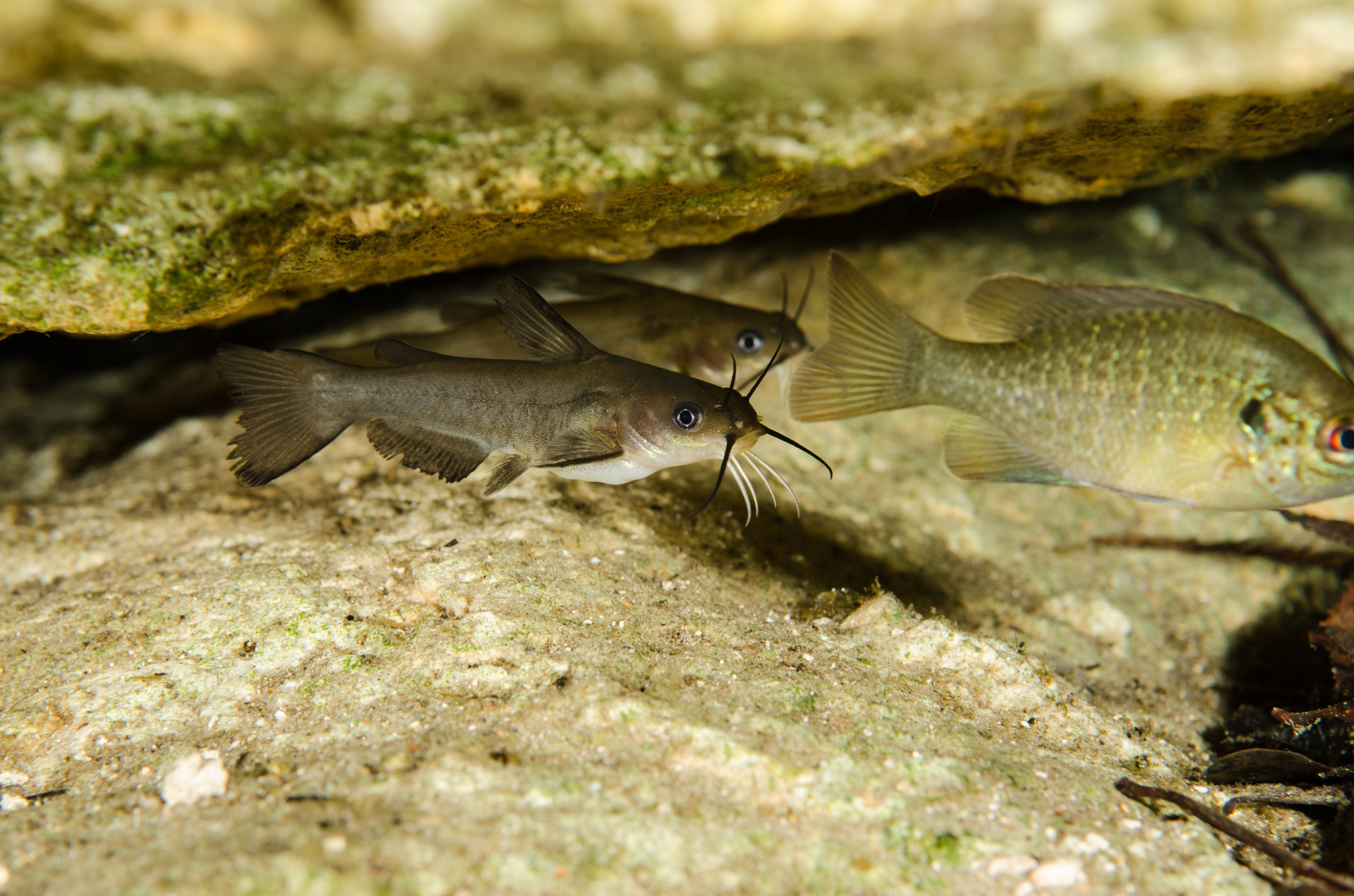 DSC_1550