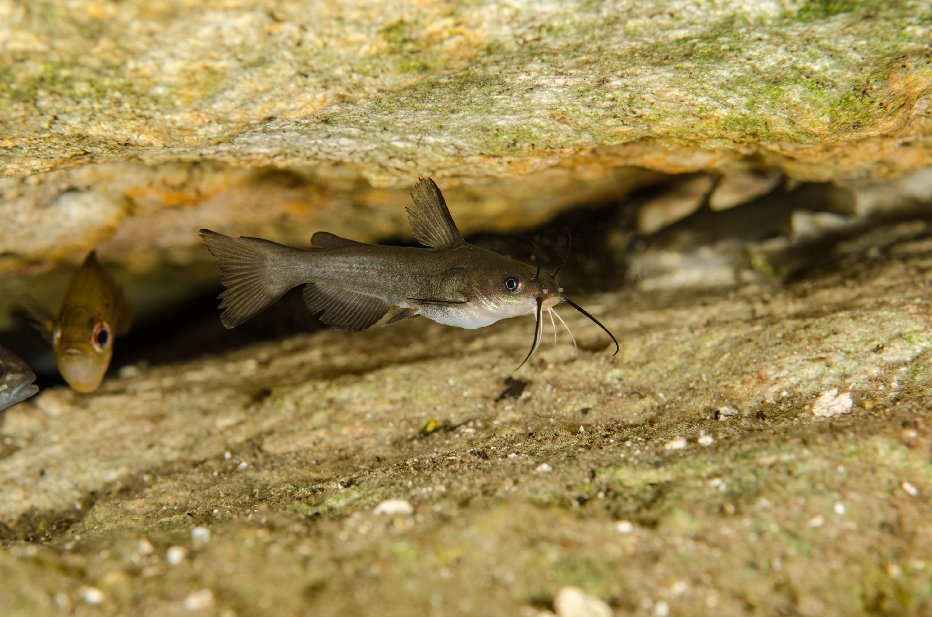 DSC_1567 – Juvenile, Catfish, Ginny, Spring, Florida, Crispin, USA, Florida,