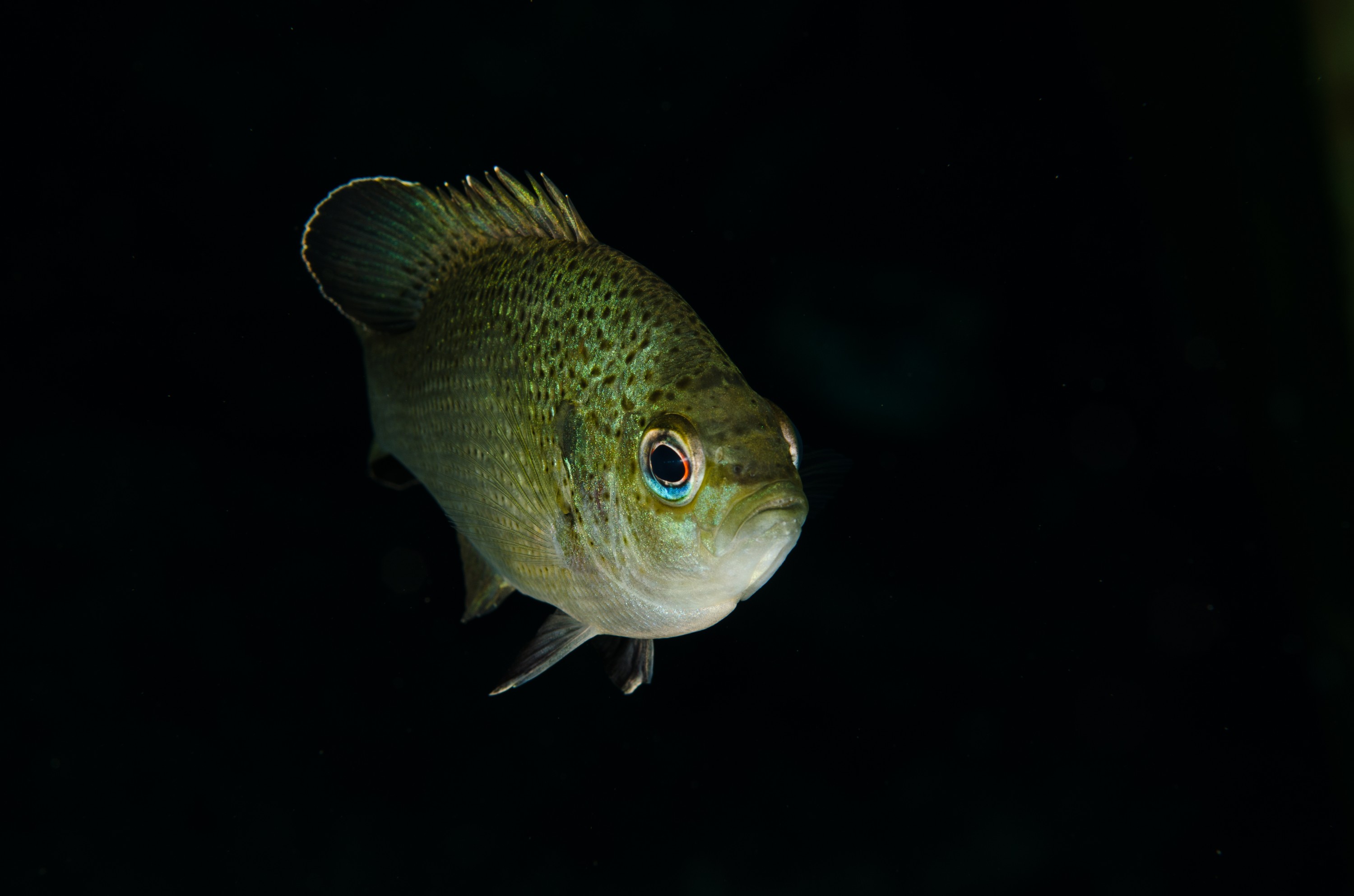 DSC_1621 – Florida stream, clear, freshwater, stream, river, Lepomis, macrochirus, bluegill, blue, gill, Crispin, USA, Florida,