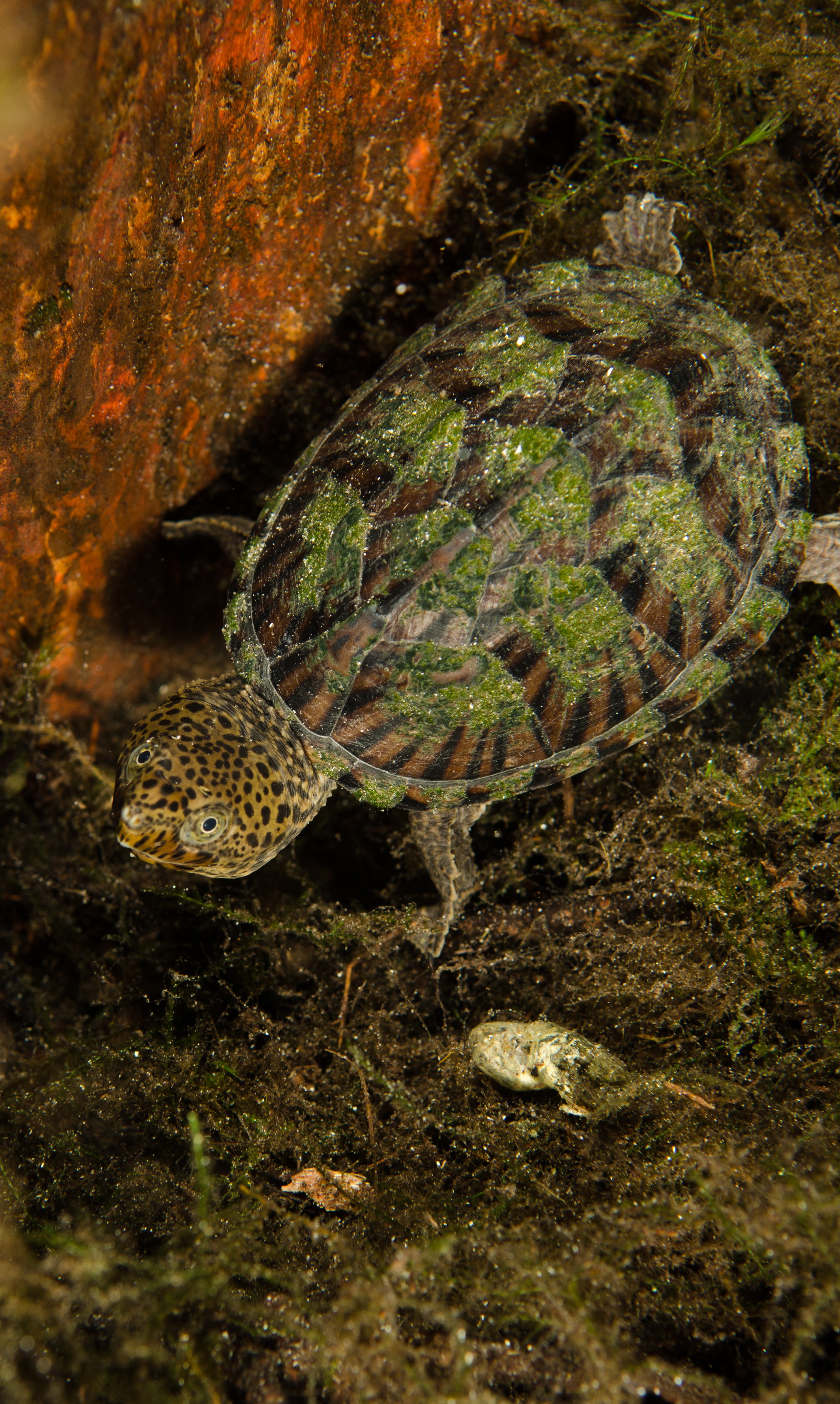 DSC_1632 – snapping, turtle, Chelydra, serpentina, florida, spring, stream, Crispin, USA, Florida,