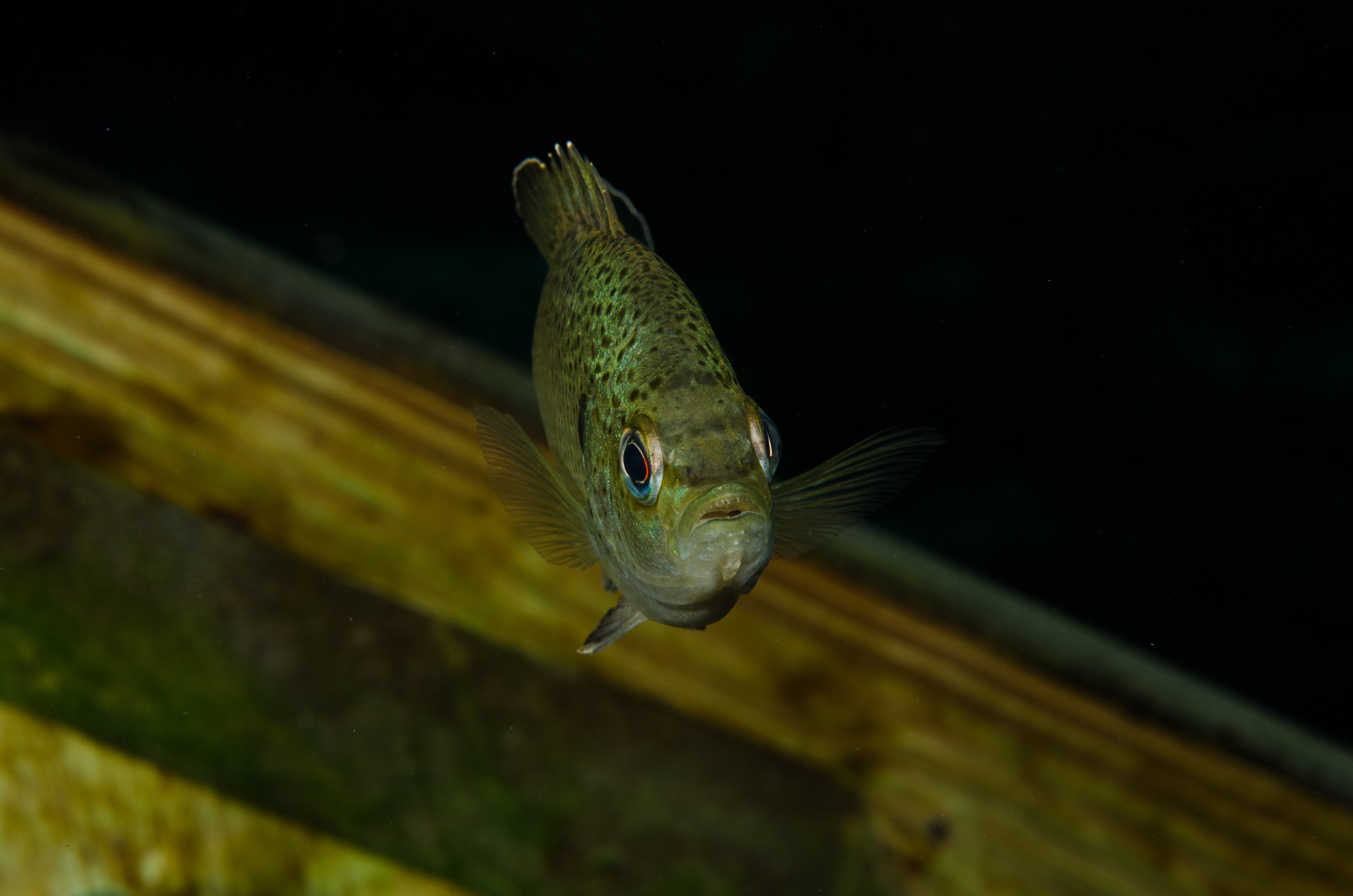 DSC_1652 – Florida stream, clear, freshwater, stream, river, Lepomis, macrochirus, bluegill, blue, gill, Crispin, USA, Florida,