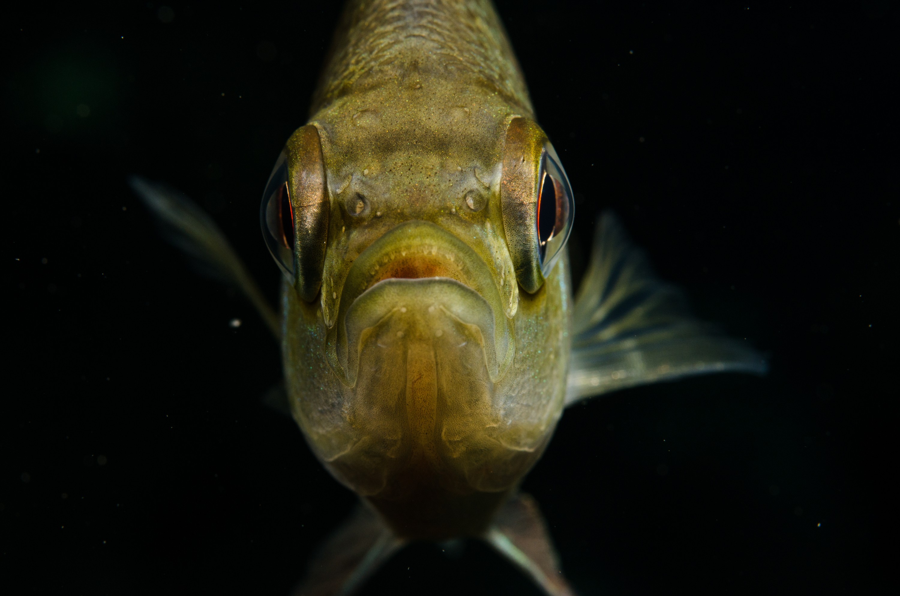 DSC_1656 – Florida stream, clear, freshwater, stream, river, Lepomis, macrochirus, bluegill, blue, gill, Crispin, USA, Florida,
