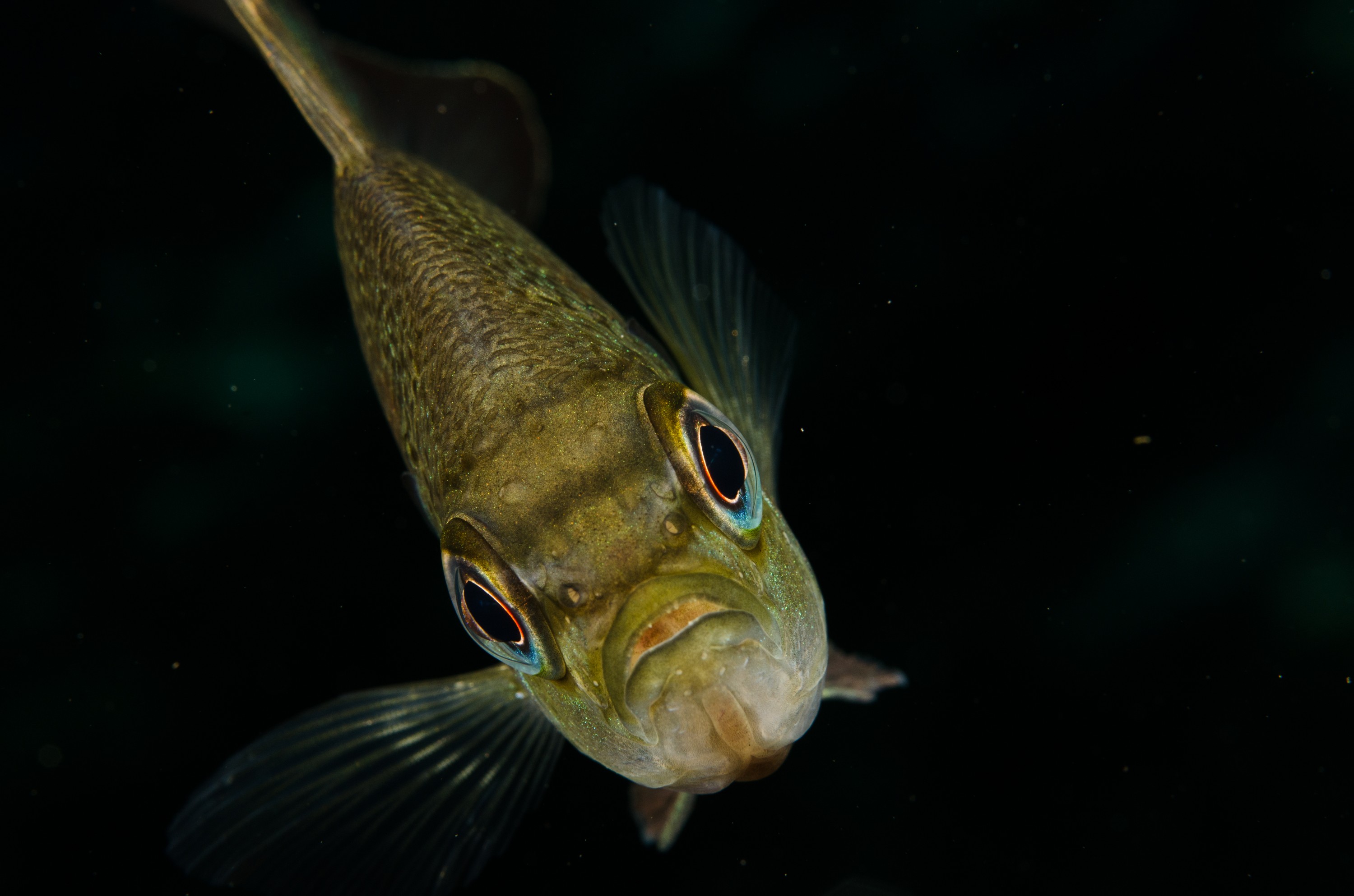 DSC_1677 – Florida stream, clear, freshwater, stream, river, Lepomis, macrochirus, bluegill, blue, gill, Crispin, USA, Florida,