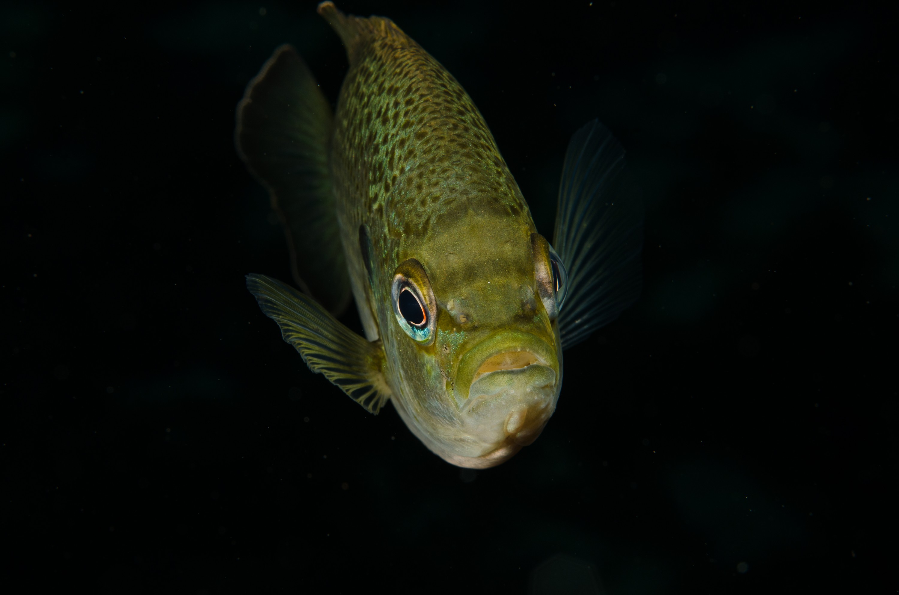DSC_1684 – Florida stream, clear, freshwater, stream, river, Lepomis, macrochirus, bluegill, blue, gill, Crispin, USA, Florida,