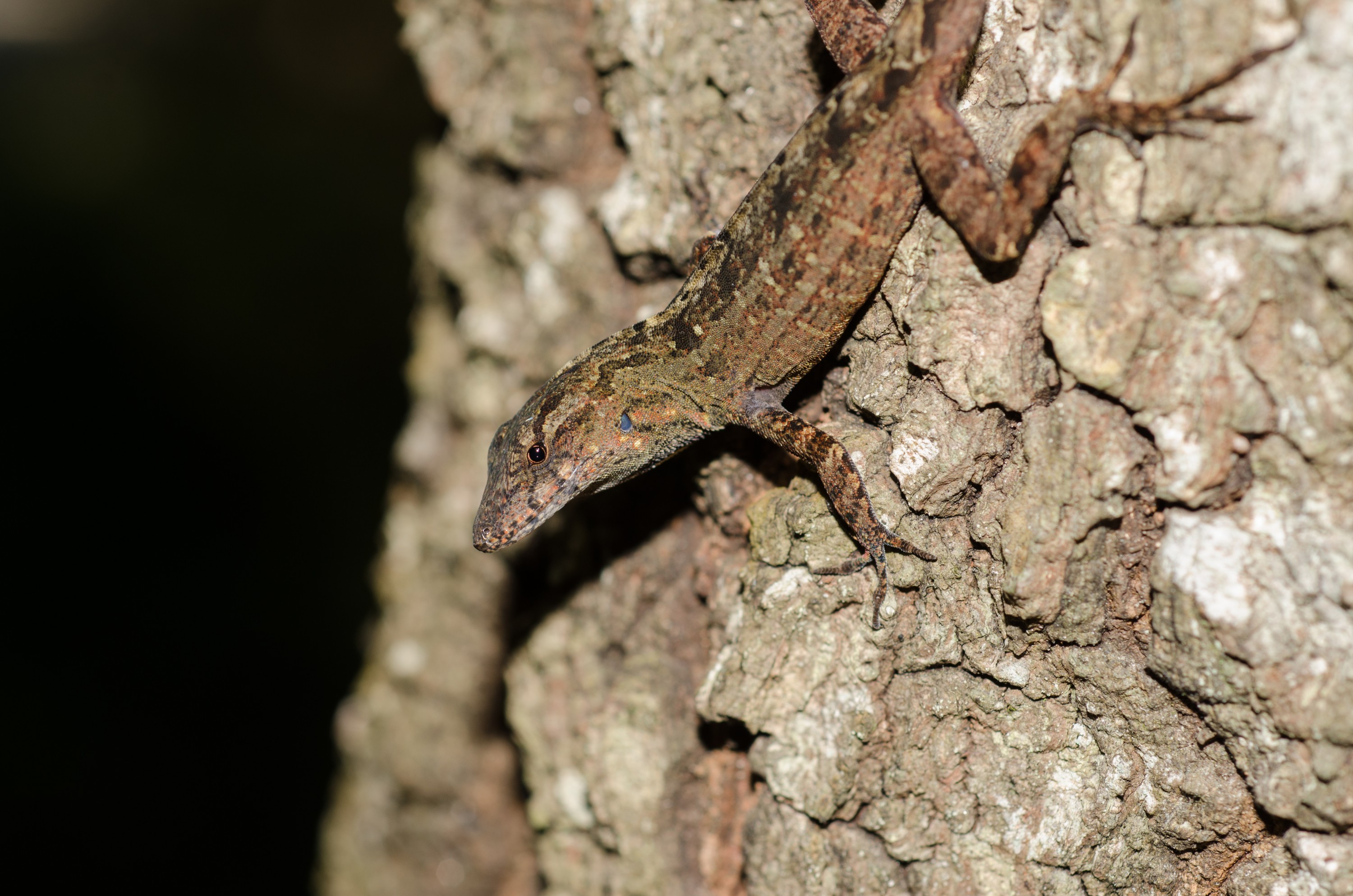 DSC_1717 – Lizard, Ginny, Spring, Crispin, USA, Florida,