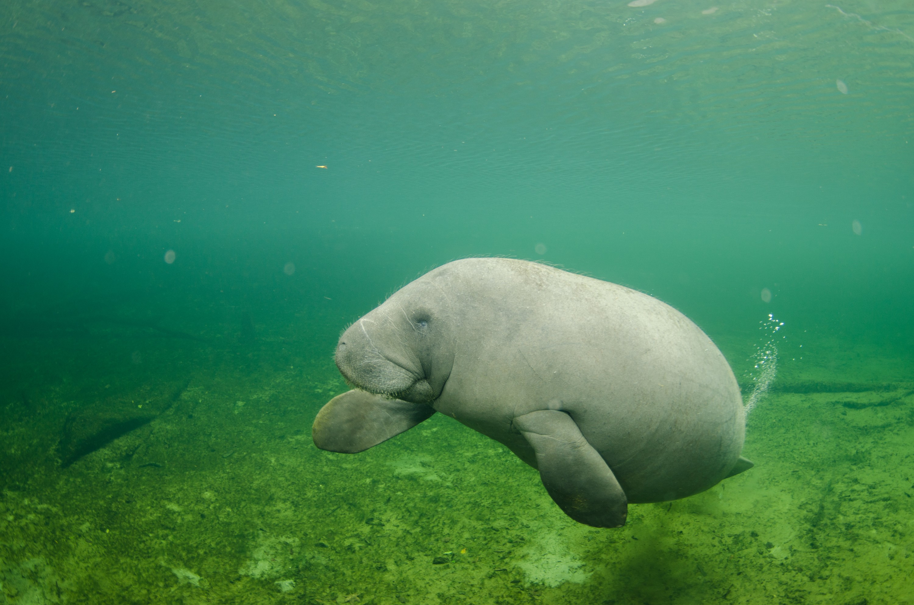 DSC_1841 – Manatee, Florida, Springs, Crispin, USA, Florida,