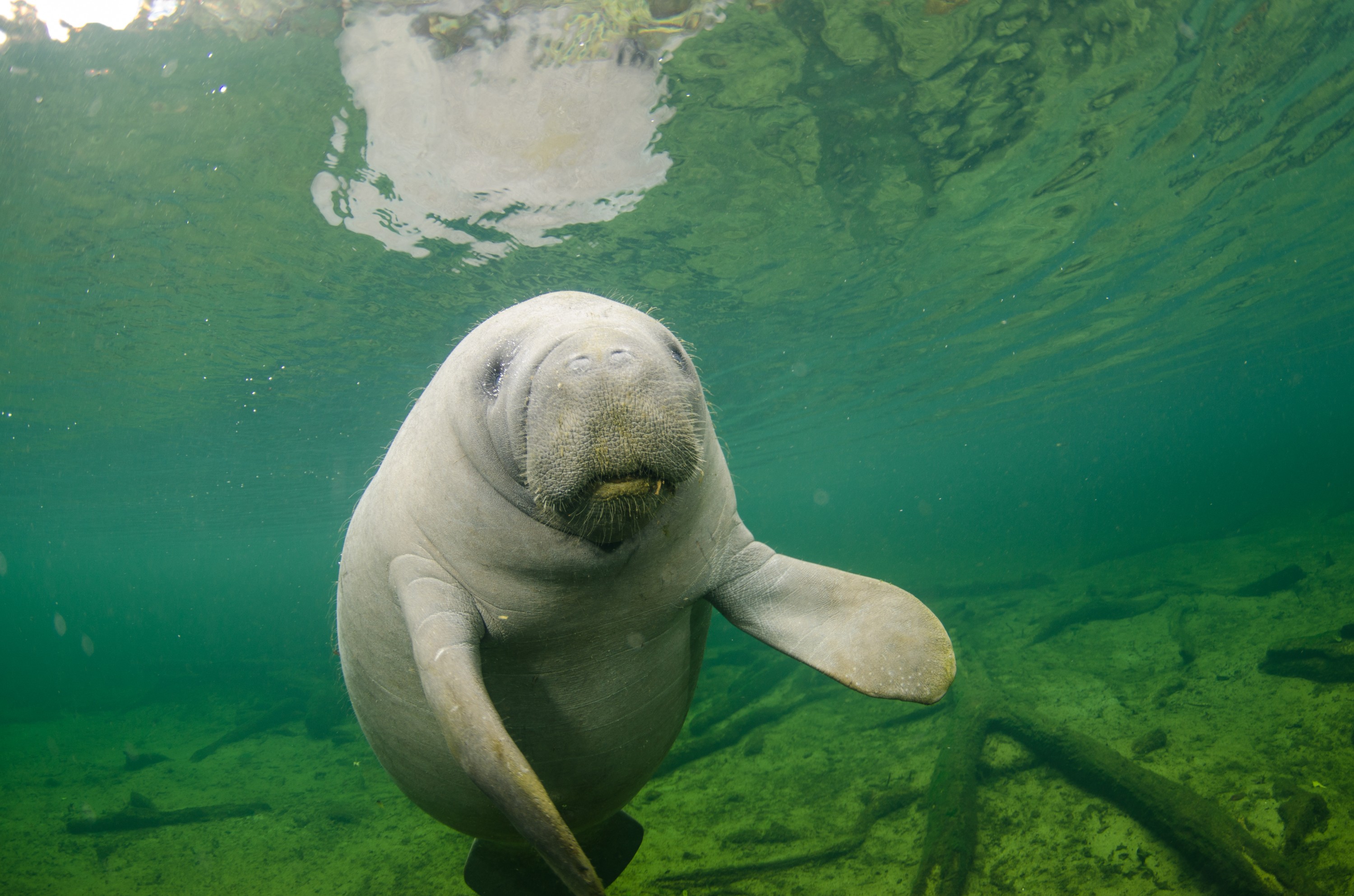 DSC_1860 – Manatee, Florida, Springs, Crispin, USA, Florida,