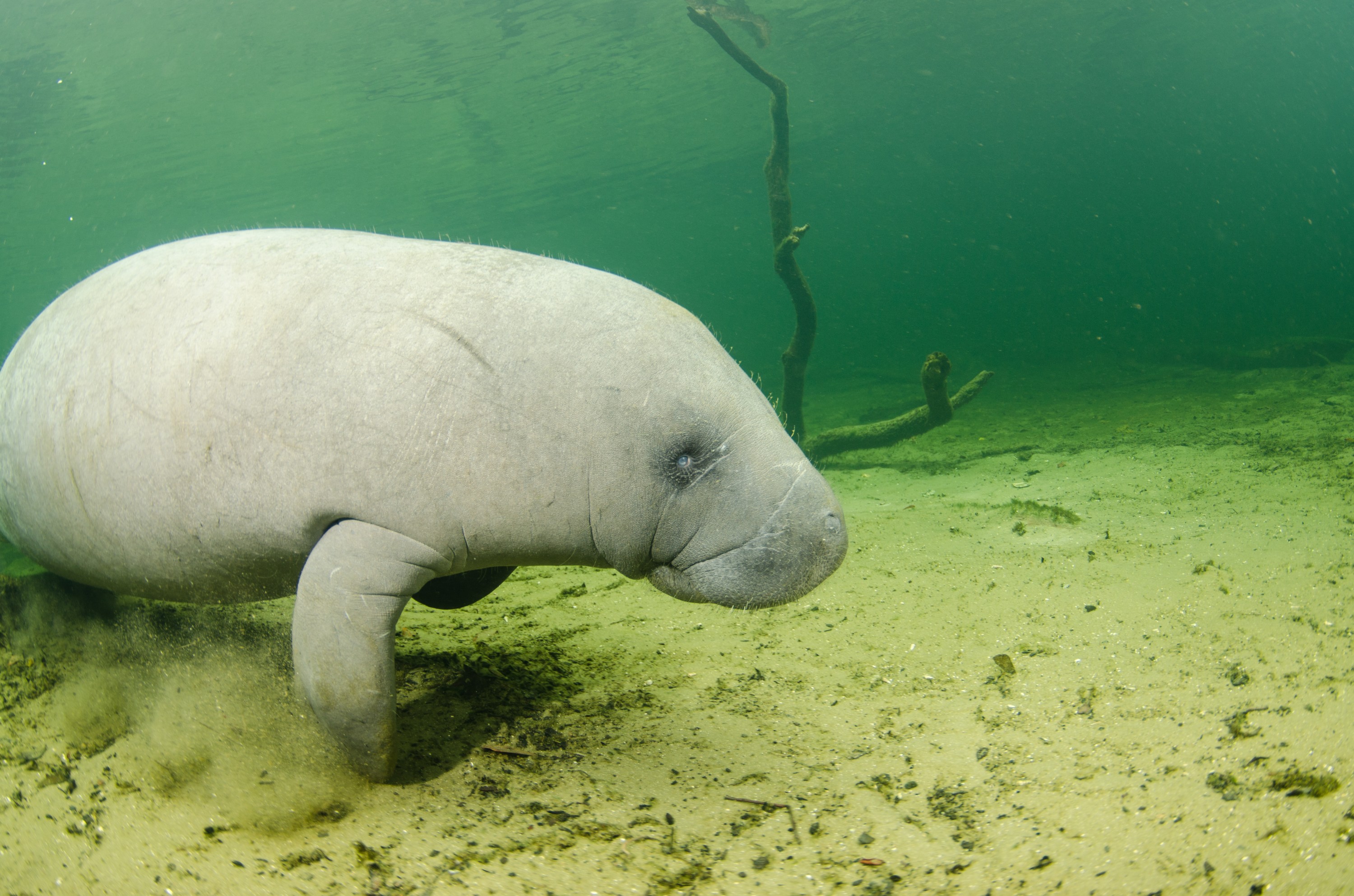 DSC_1867 – Manatee, Florida, Springs, Crispin, USA, Florida,