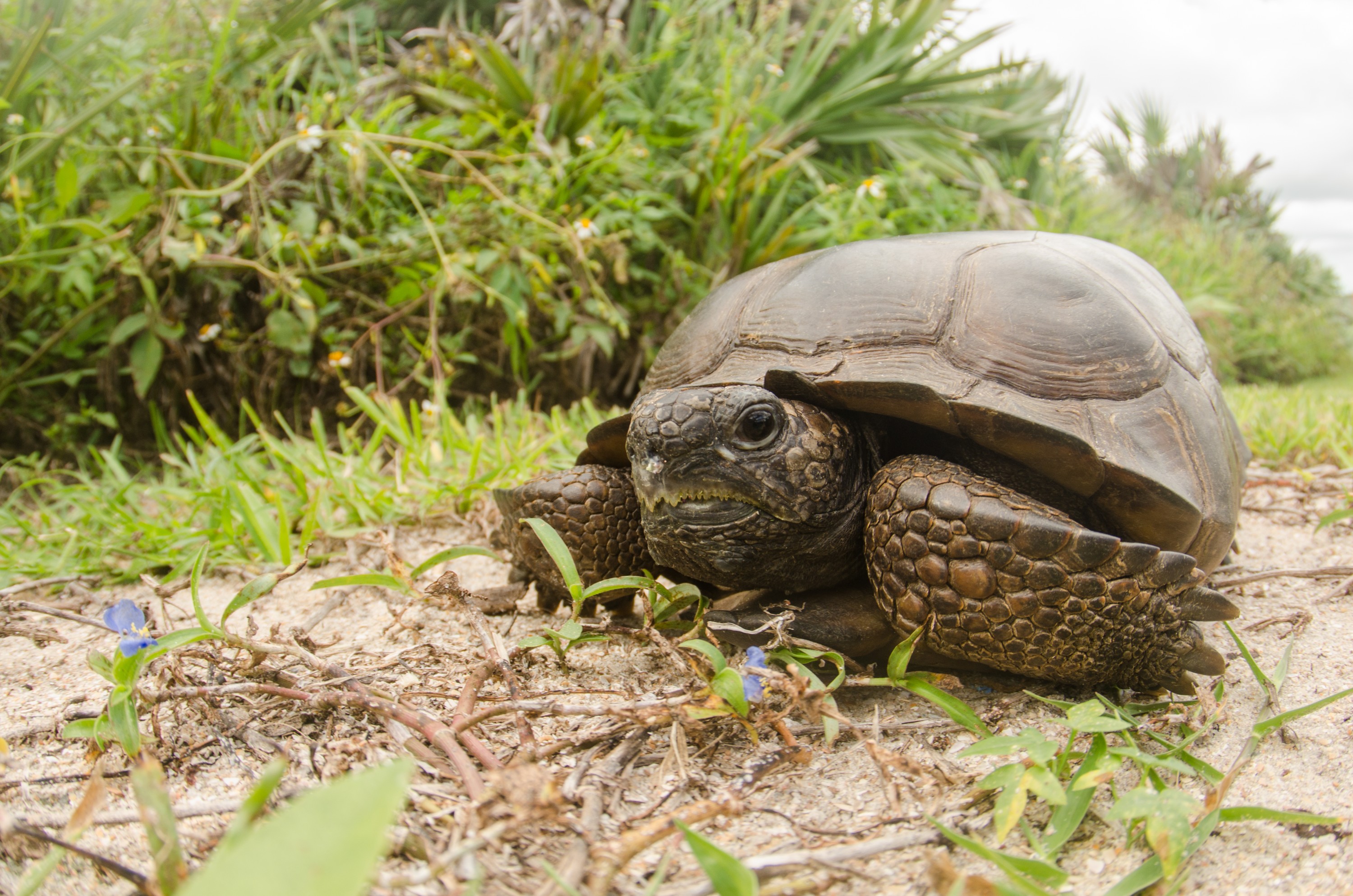DSC_1913 – Gopher, Tortoise, Gopherus, polyphemus, Cape, Canveral, Crispin, USA, Florida,