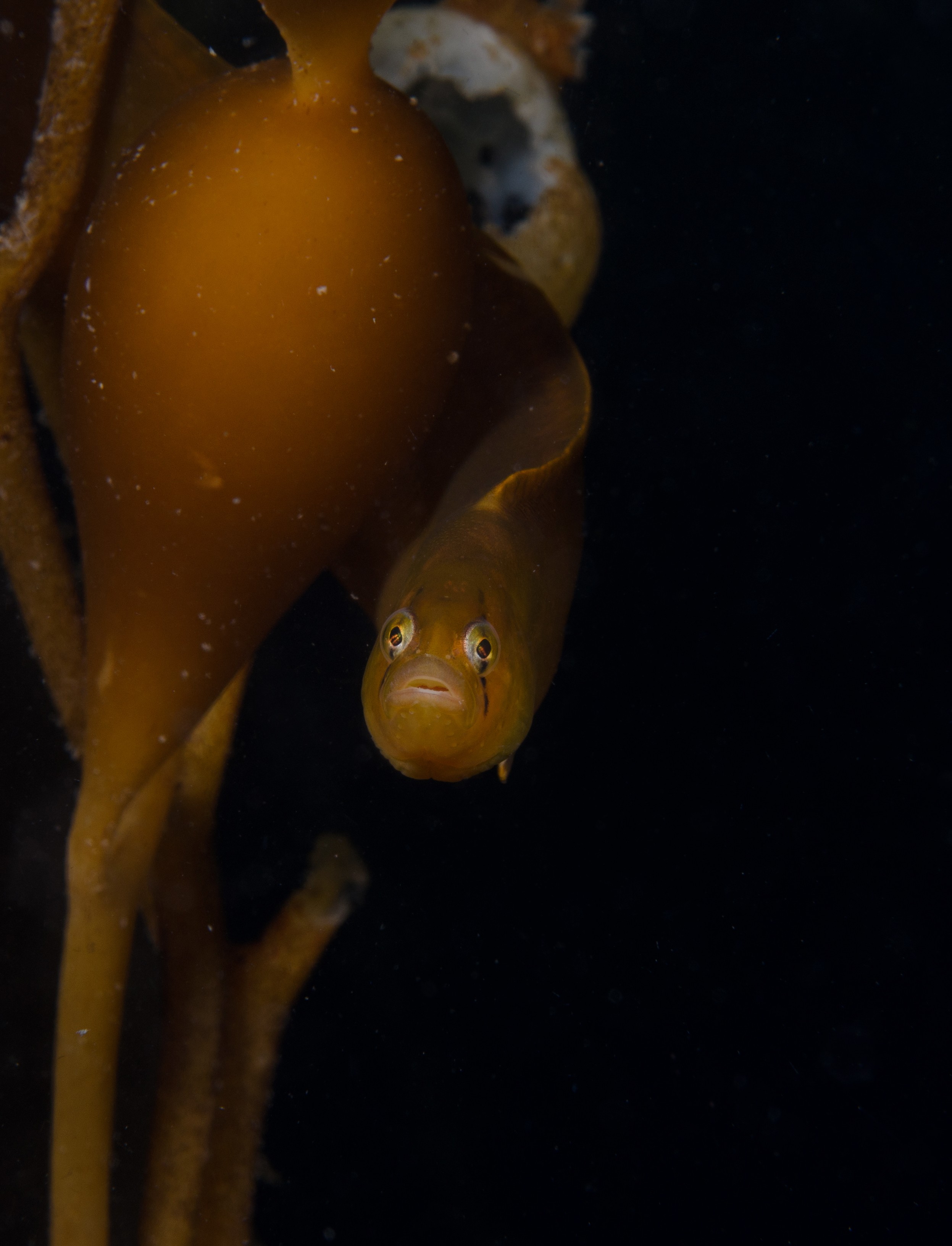 DSC_5355_mod – Alaska, noaa, kasitsna, bay, laboratory, aaus, crispin, cold, Underwater, image, photography, marine, life, alaska, important research!
