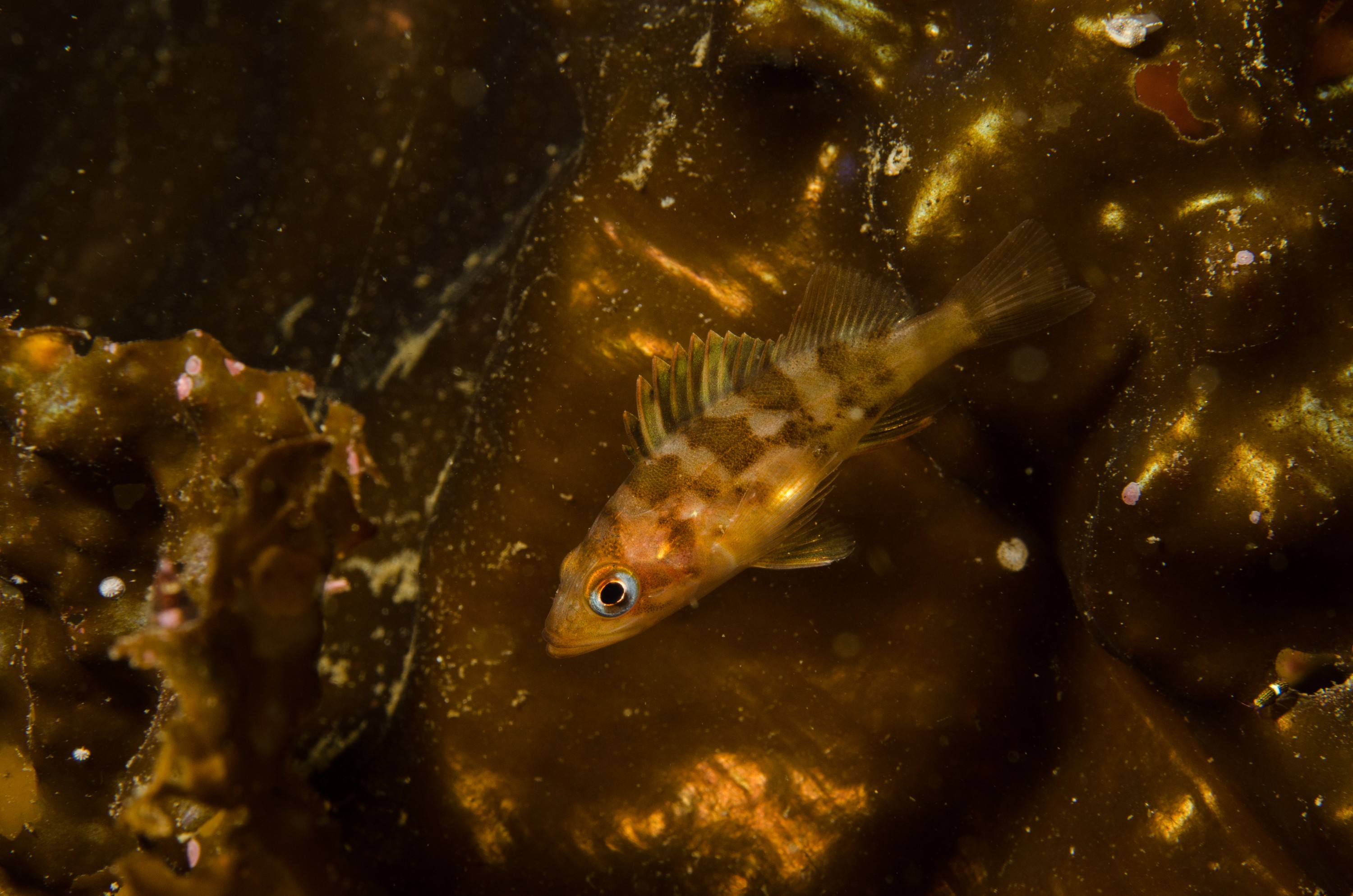 DSC_5371 – Alaska, noaa, kasitsna, bay, laboratory, aaus, crispin, cold, Underwater, image, photography, marine, life, alaska, important research!