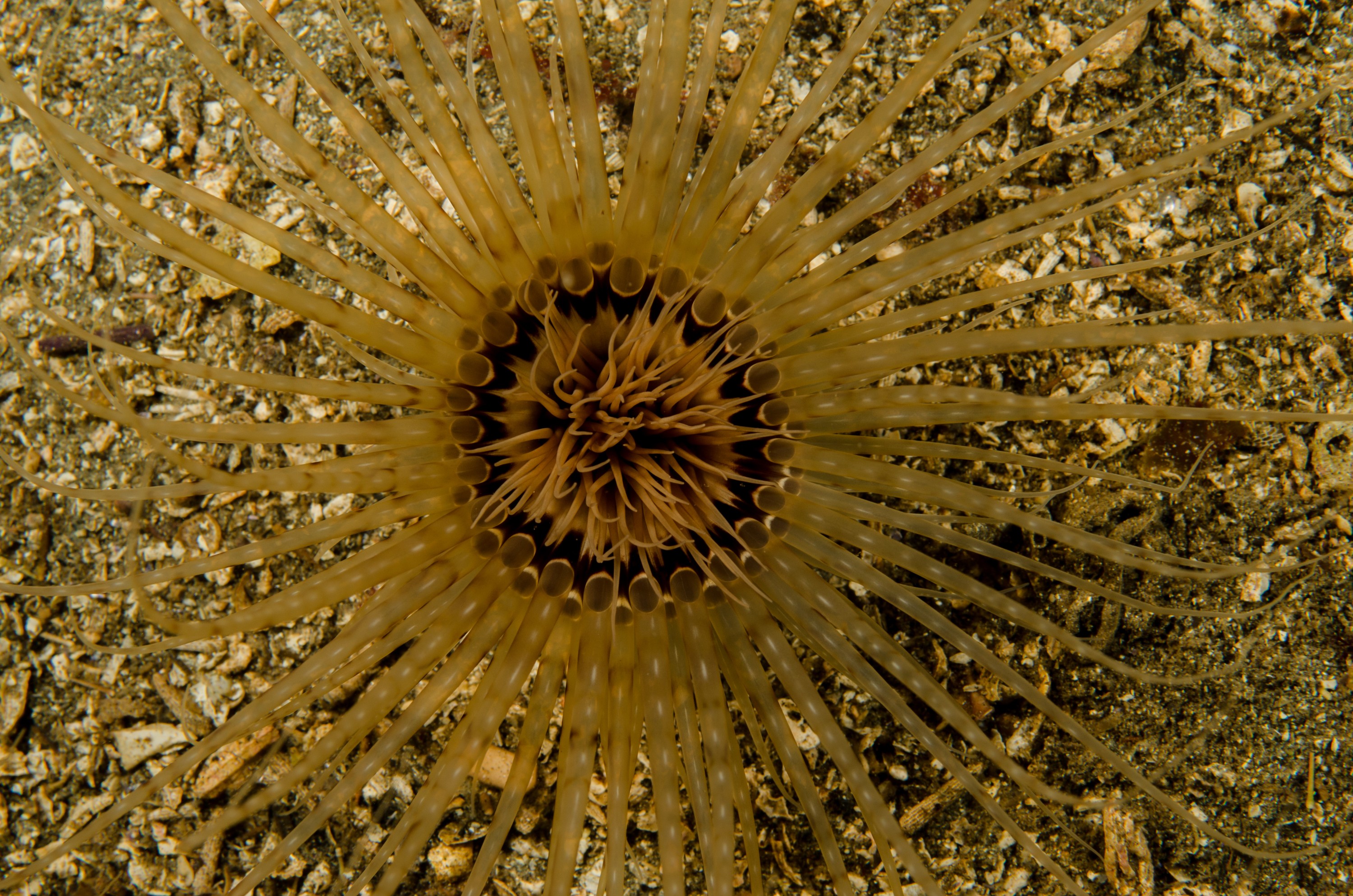 DSC_5383 – Alaska, noaa, kasitsna, bay, laboratory, aaus, crispin, cold, Underwater, image, photography, marine, life, alaska, important research!