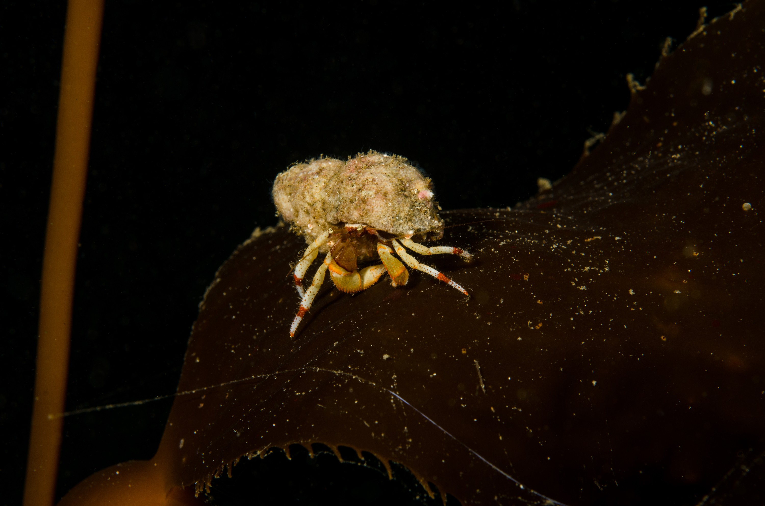 DSC_5391 – Alaska, noaa, kasitsna, bay, laboratory, aaus, crispin, cold, Underwater, image, photography, marine, life, alaska, important research!
