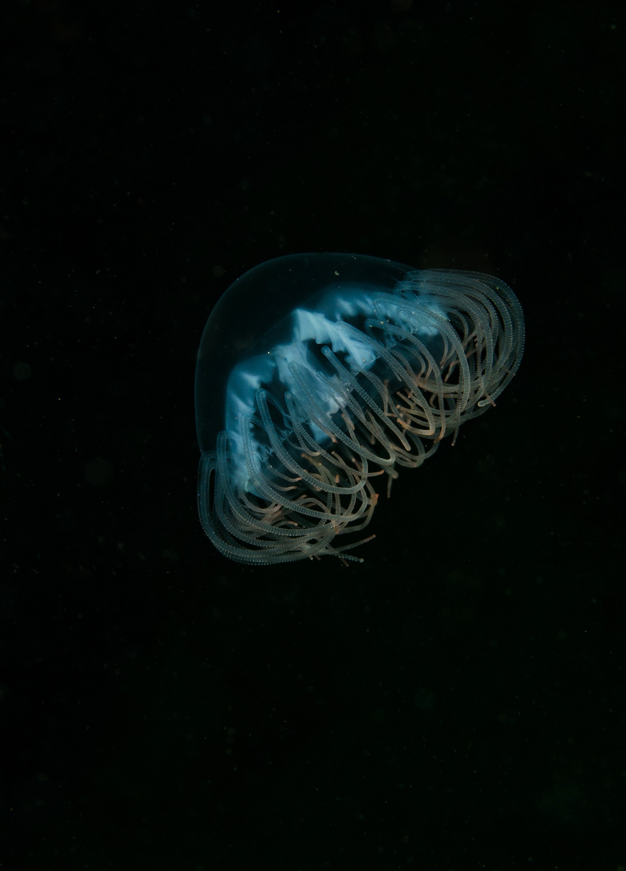 DSC_5393 – Alaska, noaa, kasitsna, bay, laboratory, aaus, crispin, cold, Underwater, image, photography, marine, life, alaska, important research!