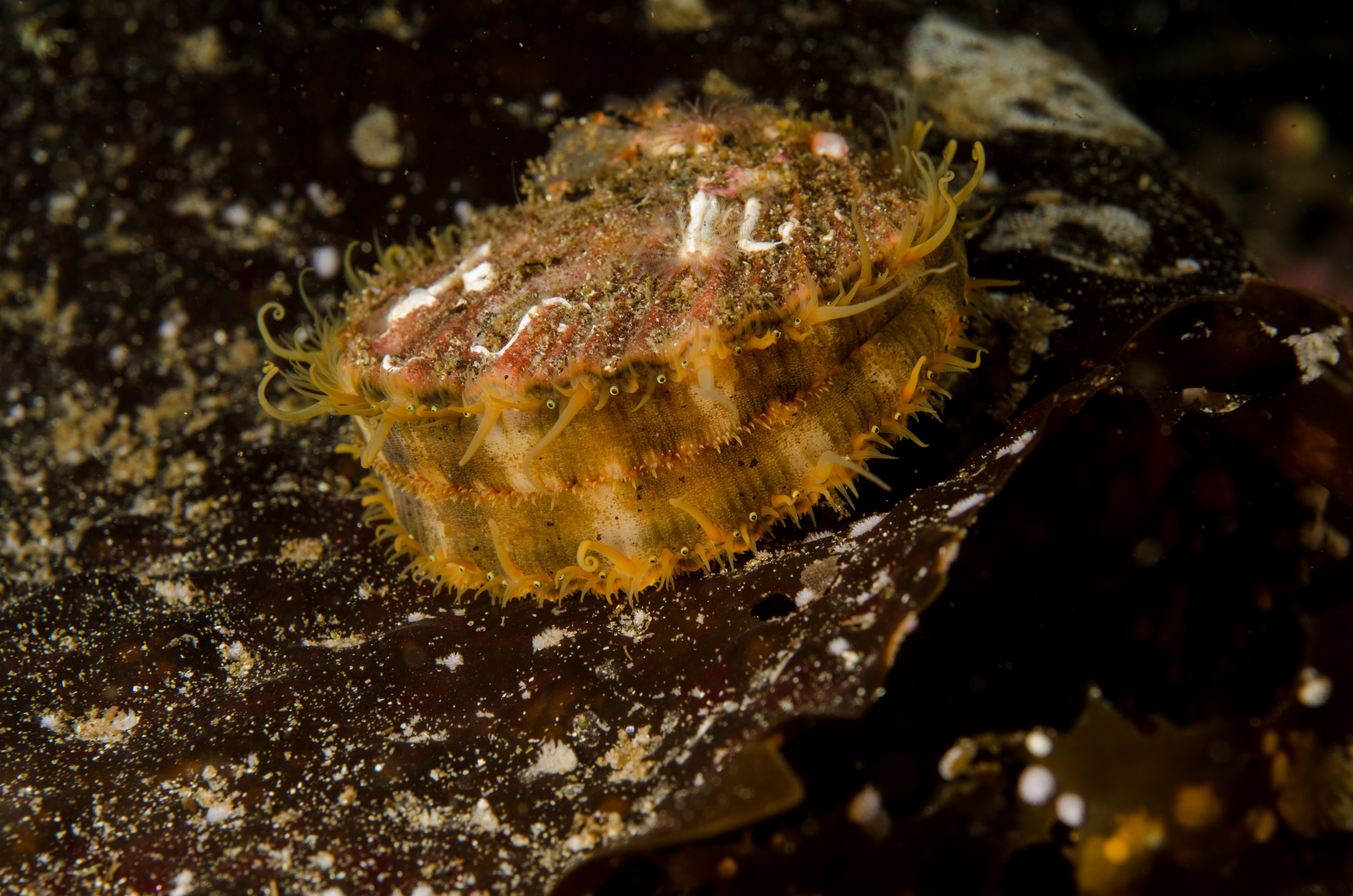 DSC_5418 – Alaska, noaa, kasitsna, bay, laboratory, aaus, crispin, cold, Underwater, image, photography, marine, life, alaska, important research!