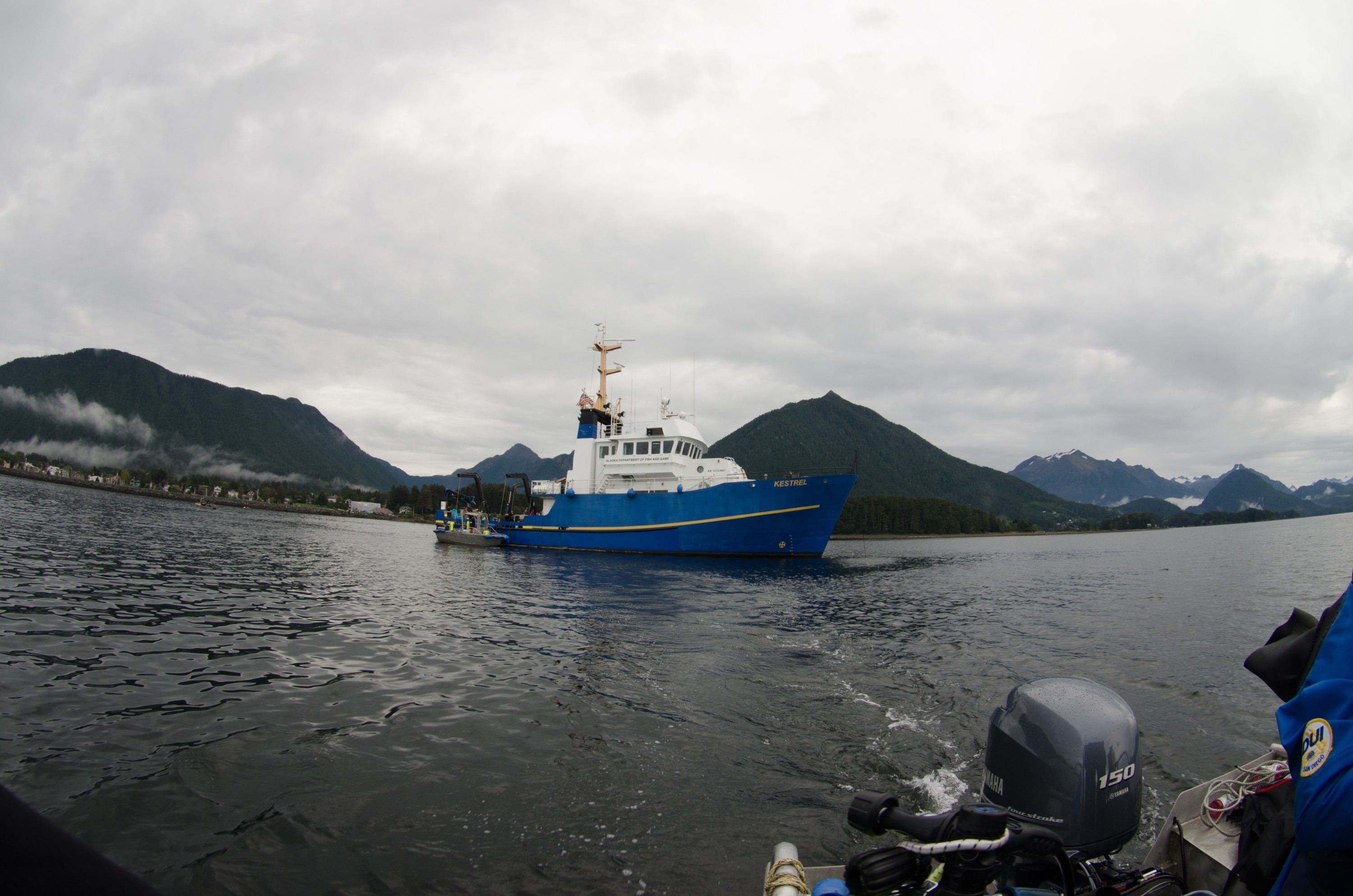 DSC_5456 – Alaska, noaa, kasitsna, bay, laboratory, aaus, crispin, cold, Underwater, image, photography, marine, life, alaska, important research!