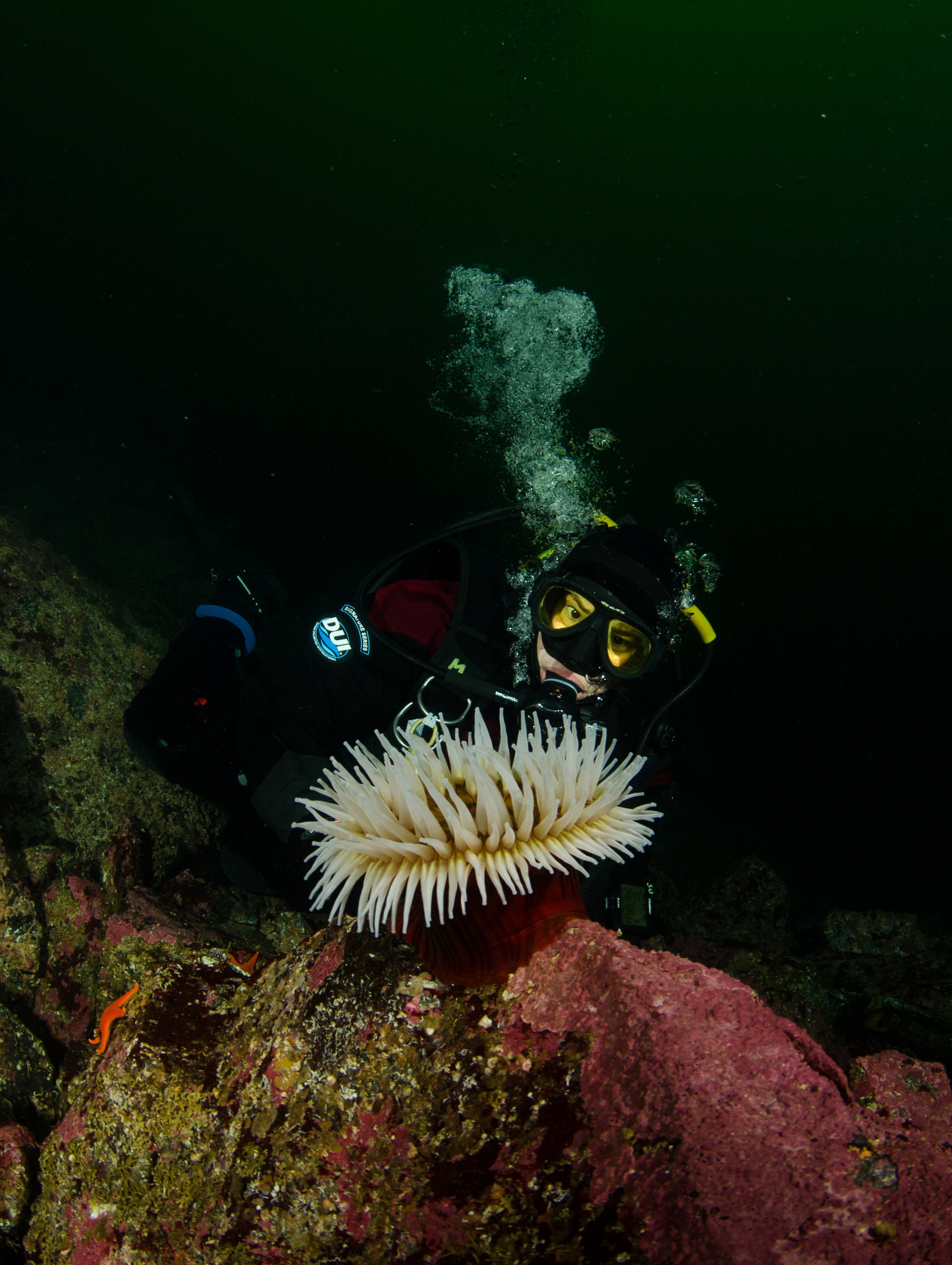 DSC_5483 – Alaska, noaa, kasitsna, bay, laboratory, aaus, crispin, cold, Underwater, image, photography, marine, life, alaska, important research!