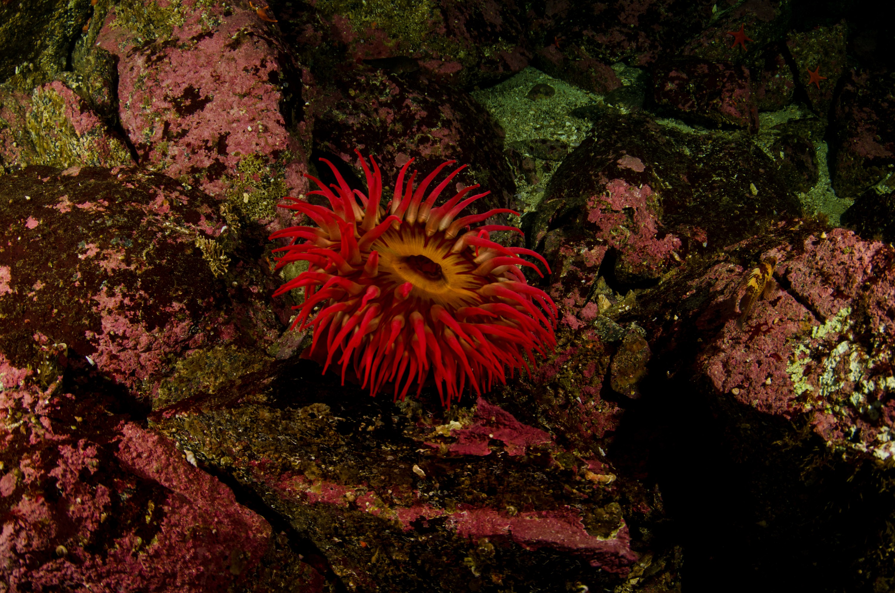 DSC_5493 – Alaska, noaa, kasitsna, bay, laboratory, aaus, crispin, cold, Underwater, image, photography, marine, life, alaska, important research!