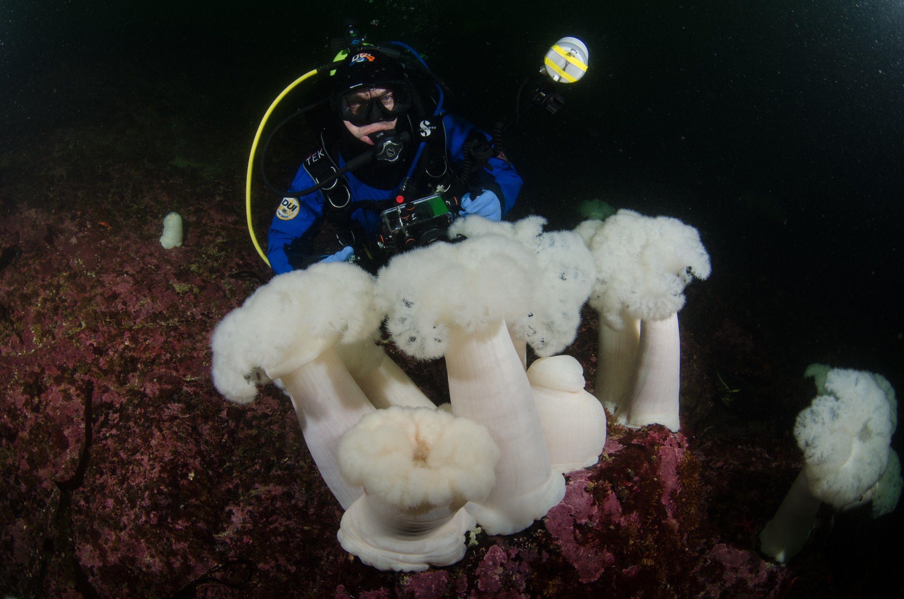 DSC_5527 – Alaska, noaa, kasitsna, bay, laboratory, aaus, crispin, cold, Underwater, image, photography, marine, life, alaska, important research!