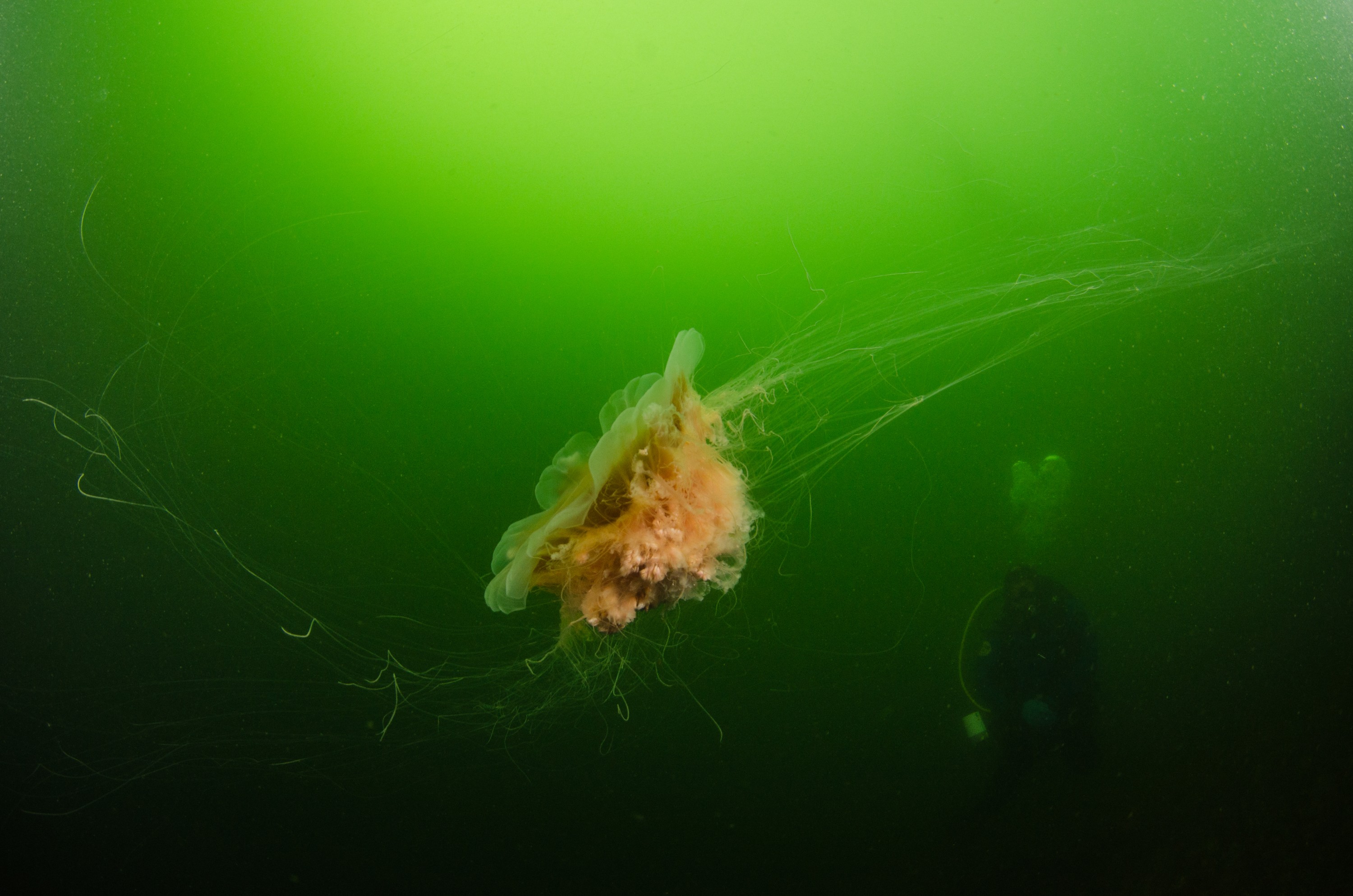 DSC_5547 – Alaska, noaa, kasitsna, bay, laboratory, aaus, crispin, cold, Jellyfish, Jelly, fish, Underwater, image, photography, marine, life, alaska, important research!