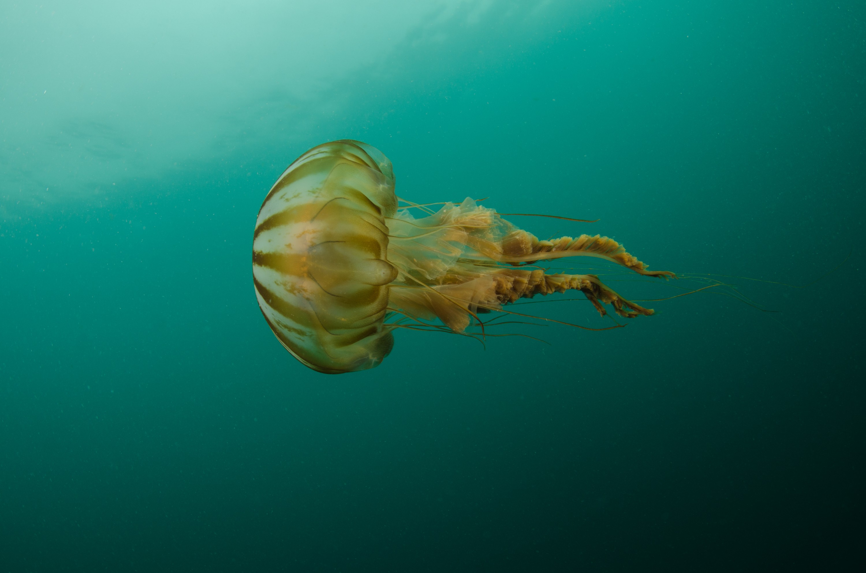 DSC_5713 – Alaska, noaa, kasitsna, bay, laboratory, aaus, crispin, cold, Jellyfish, Jelly, fish, Underwater, image, photography, marine, life, alaska, important research!