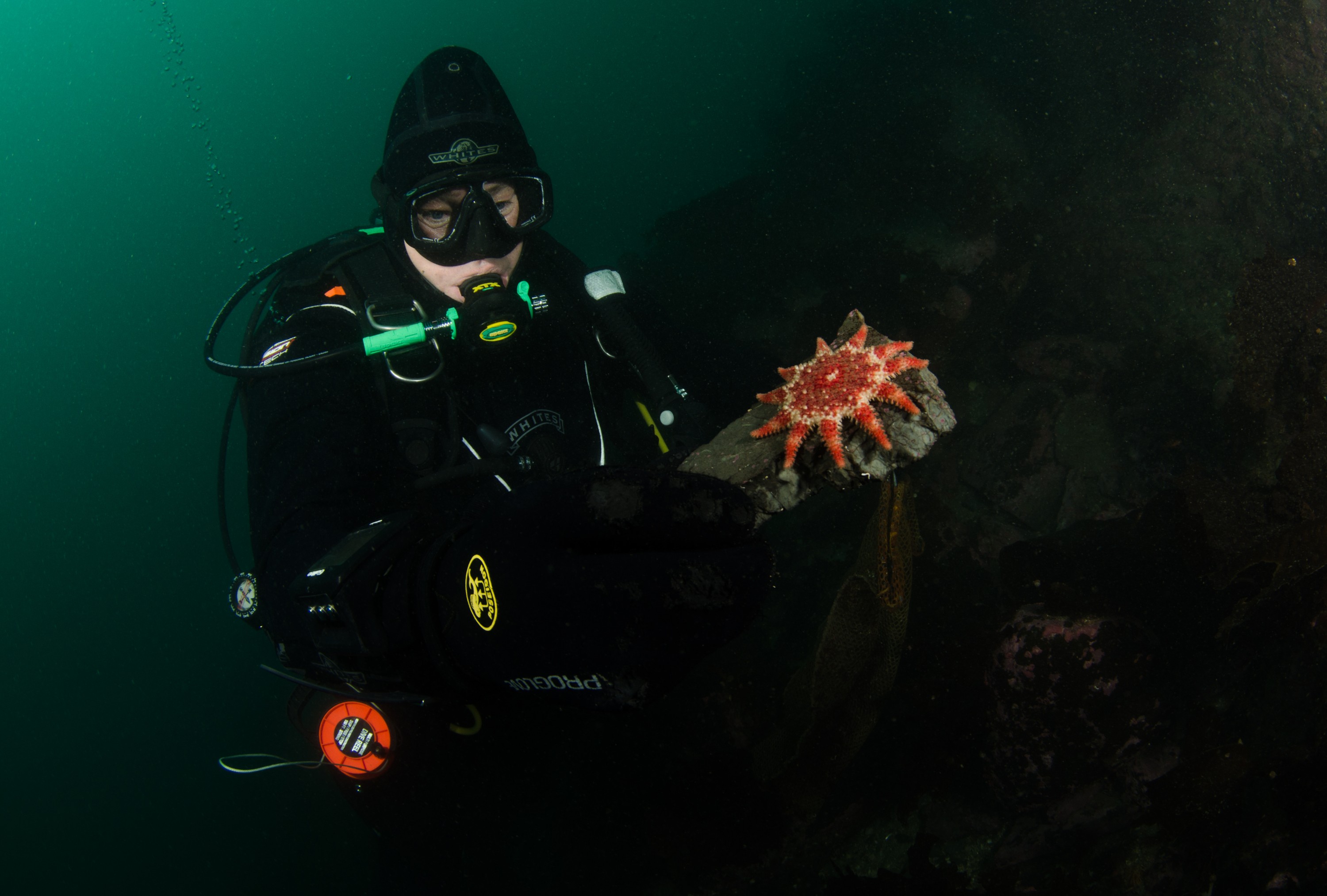 DSC_5762 – Alaska, noaa, kasitsna, bay, laboratory, aaus, crispin, cold, Underwater, image, photography, marine, life, alaska, important research!
