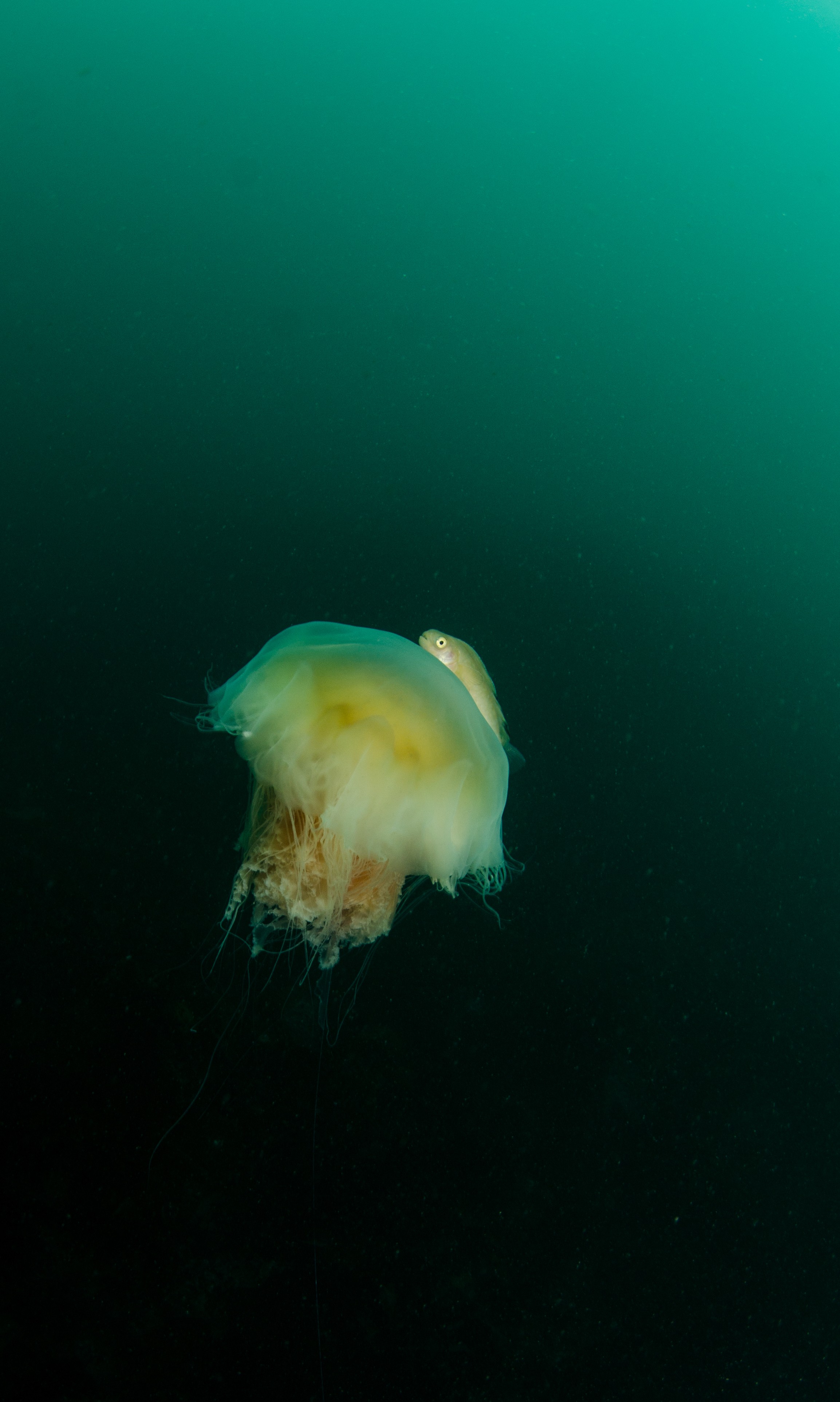 DSC_5788 – Alaska, noaa, kasitsna, bay, laboratory, aaus, crispin, cold, Jellyfish, Jellyfish, jelly, fish, goby, unknown, Underwater, image, photography, marine, life, alaska, important research!