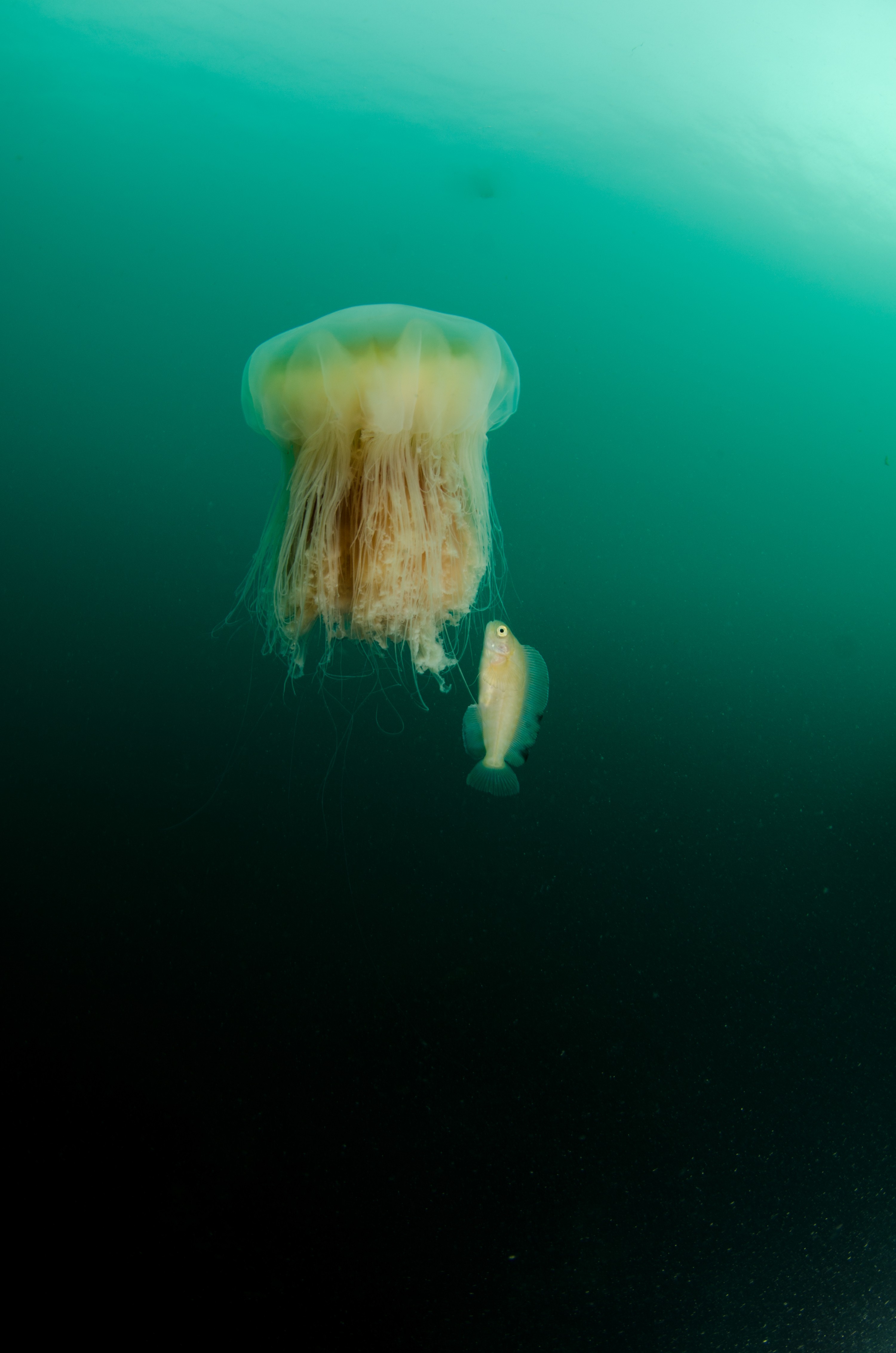 DSC_5794 – Alaska, noaa, kasitsna, bay, laboratory, aaus, crispin, cold, Jellyfish, Jellyfish, jelly, fish, goby, unknown, Underwater, image, photography, marine, life, alaska, important research!