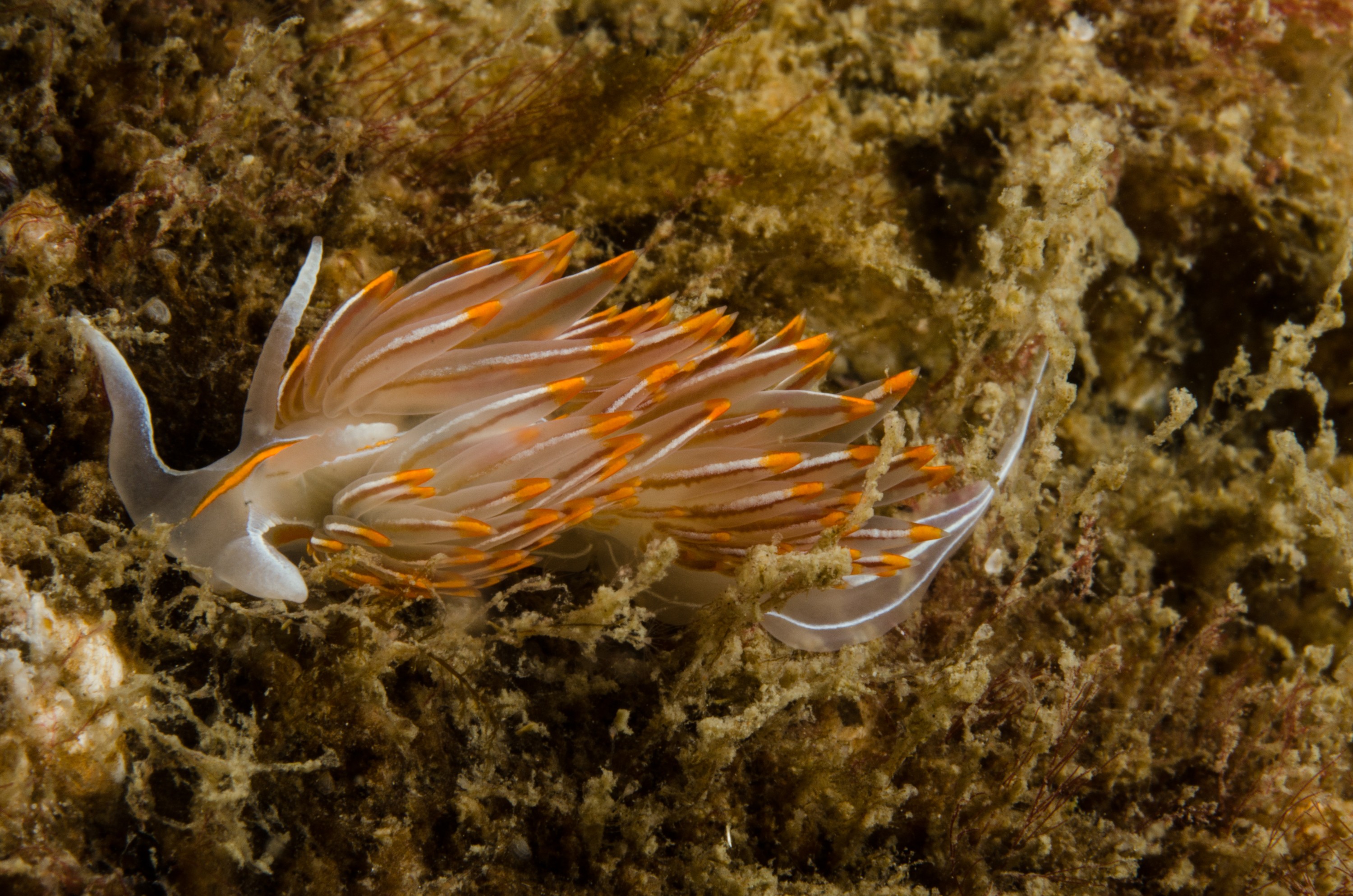 DSC_5848 – Alaska, noaa, kasitsna, bay, laboratory, aaus, crispin, cold, nudubranch, sealug, sea, slug, unknown, Underwater, image, photography, marine, life, alaska, important research!