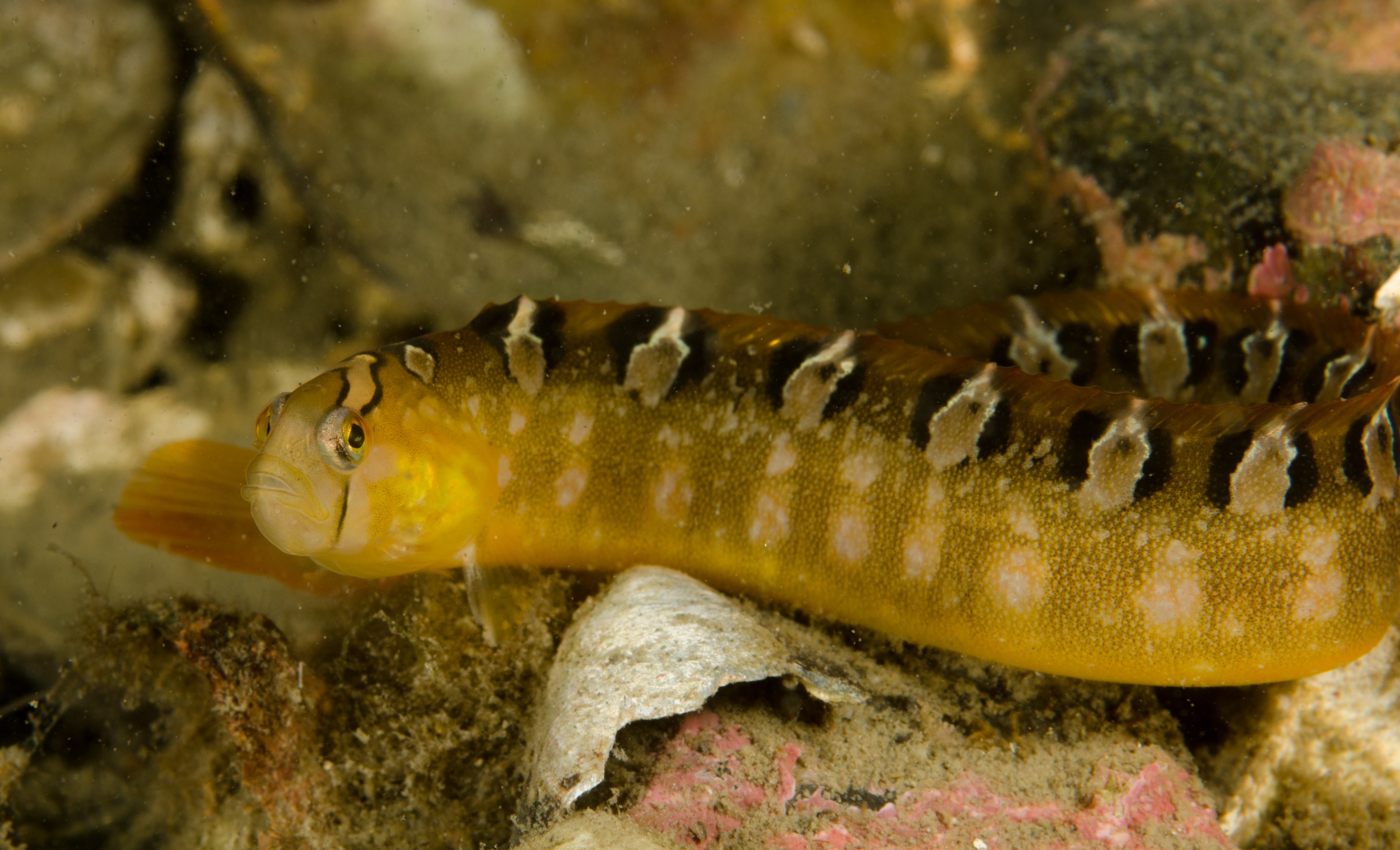 DSC_5937 – Alaska, noaa, kasitsna, bay, laboratory, aaus, crispin, cold, Underwater, image, photography, marine, life, alaska, important research!