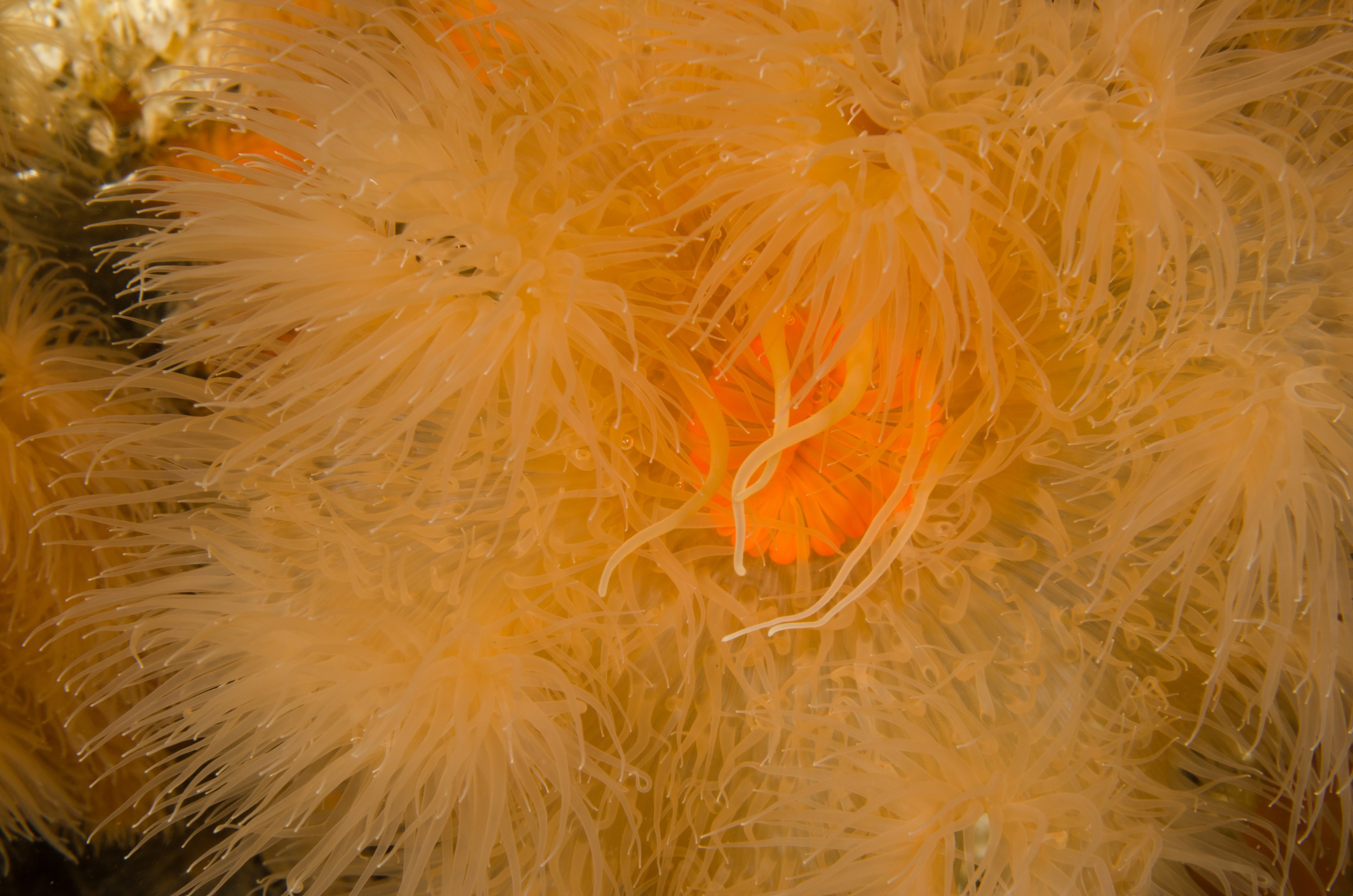 DSC_5965 – Alaska, noaa, kasitsna, bay, laboratory, aaus, crispin, cold, Underwater, image, photography, marine, life, alaska, important research!