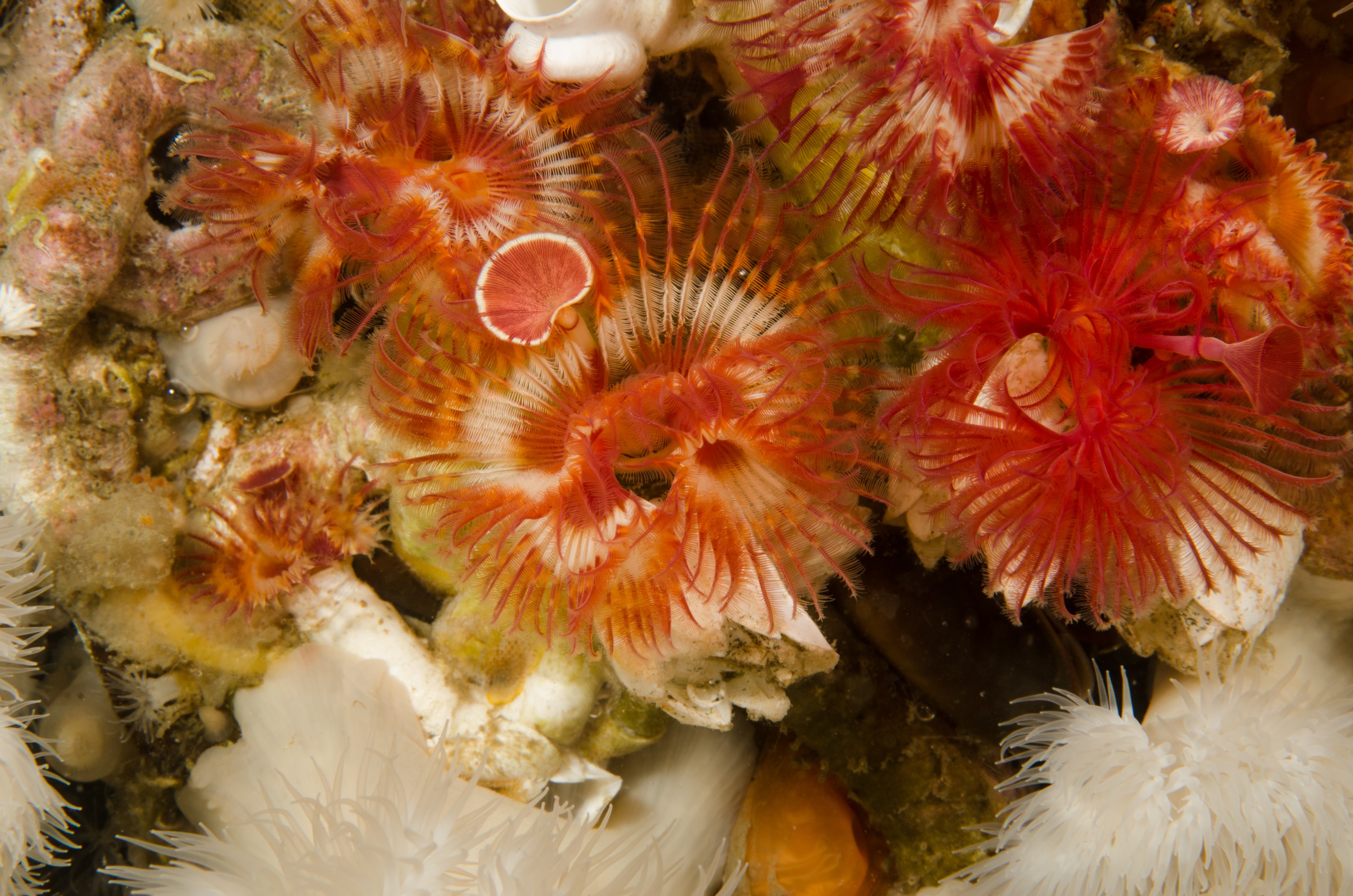 DSC_6044 – Alaska, noaa, kasitsna, bay, laboratory, aaus, crispin, cold, Underwater, image, photography, marine, life, alaska, important research!