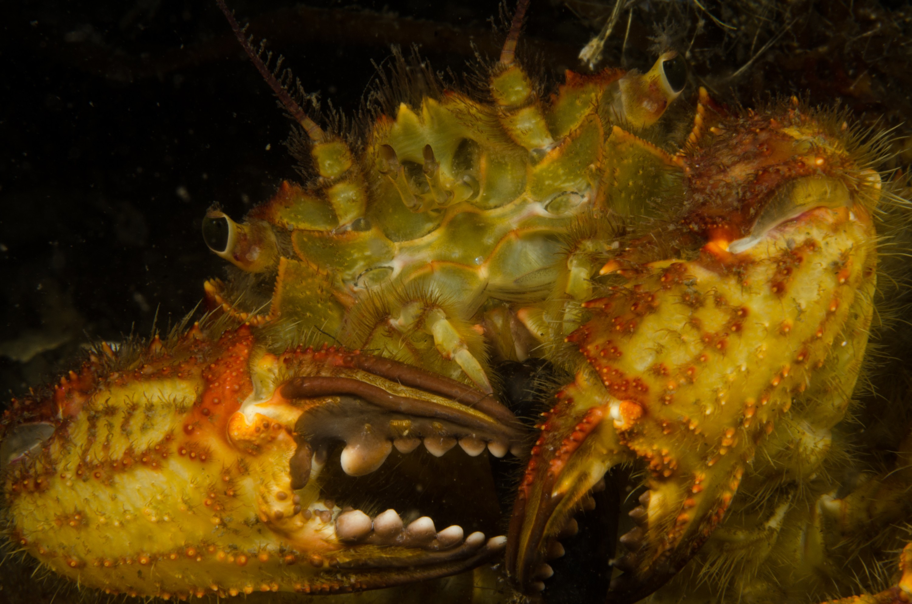 DSC_6074 – Alaska, noaa, kasitsna, bay, laboratory, aaus, crispin, cold, Underwater, image, photography, marine, life, alaska, important research!