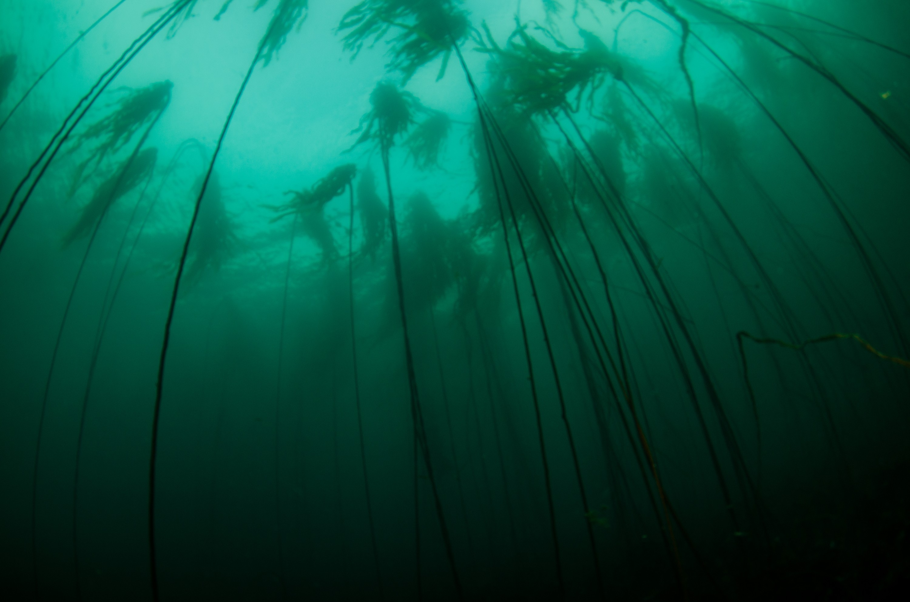 DSC_6176 – Alaska, noaa, kasitsna, bay, laboratory, aaus, crispin, cold, Underwater, image, photography, marine, life, alaska, important research!
