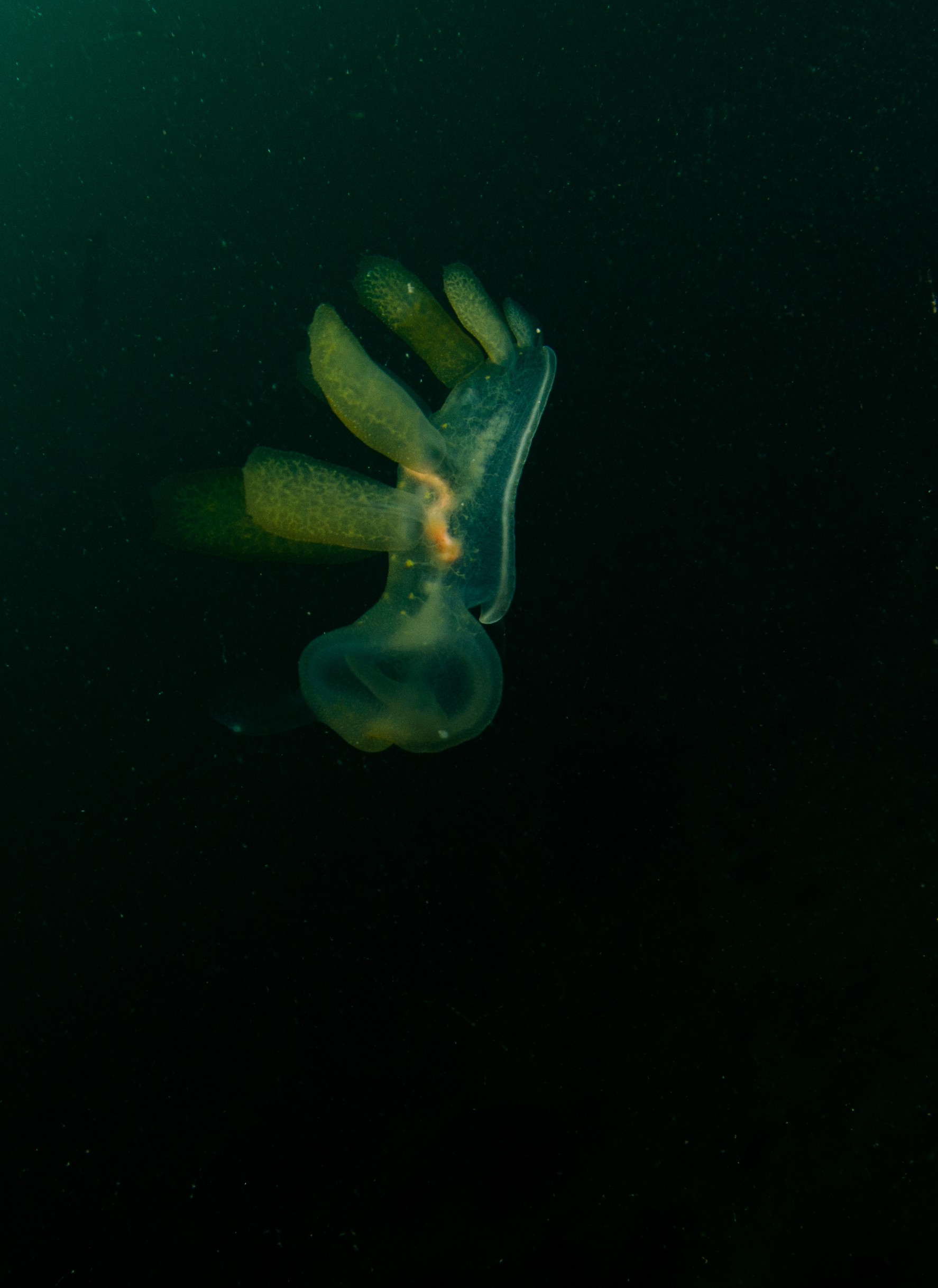 DSC_6203 – Alaska, noaa, kasitsna, bay, laboratory, aaus, crispin, cold, Hooded, Nudibranch, Melibe, leonina, Underwater, image, photography, marine, life, alaska, important research!