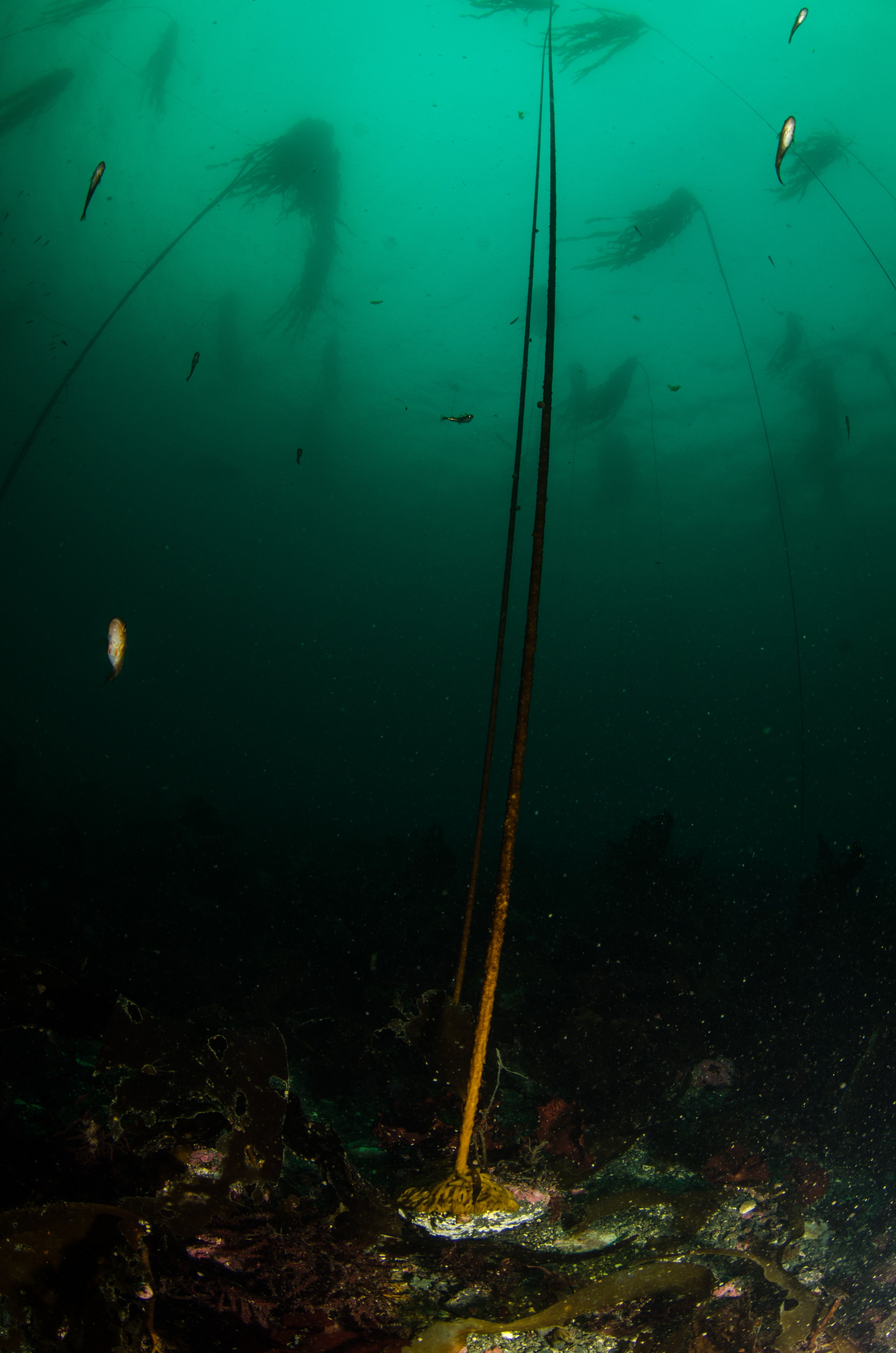 DSC_6217 – Alaska, noaa, kasitsna, bay, laboratory, aaus, crispin, cold, Underwater, image, photography, marine, life, alaska, important research!