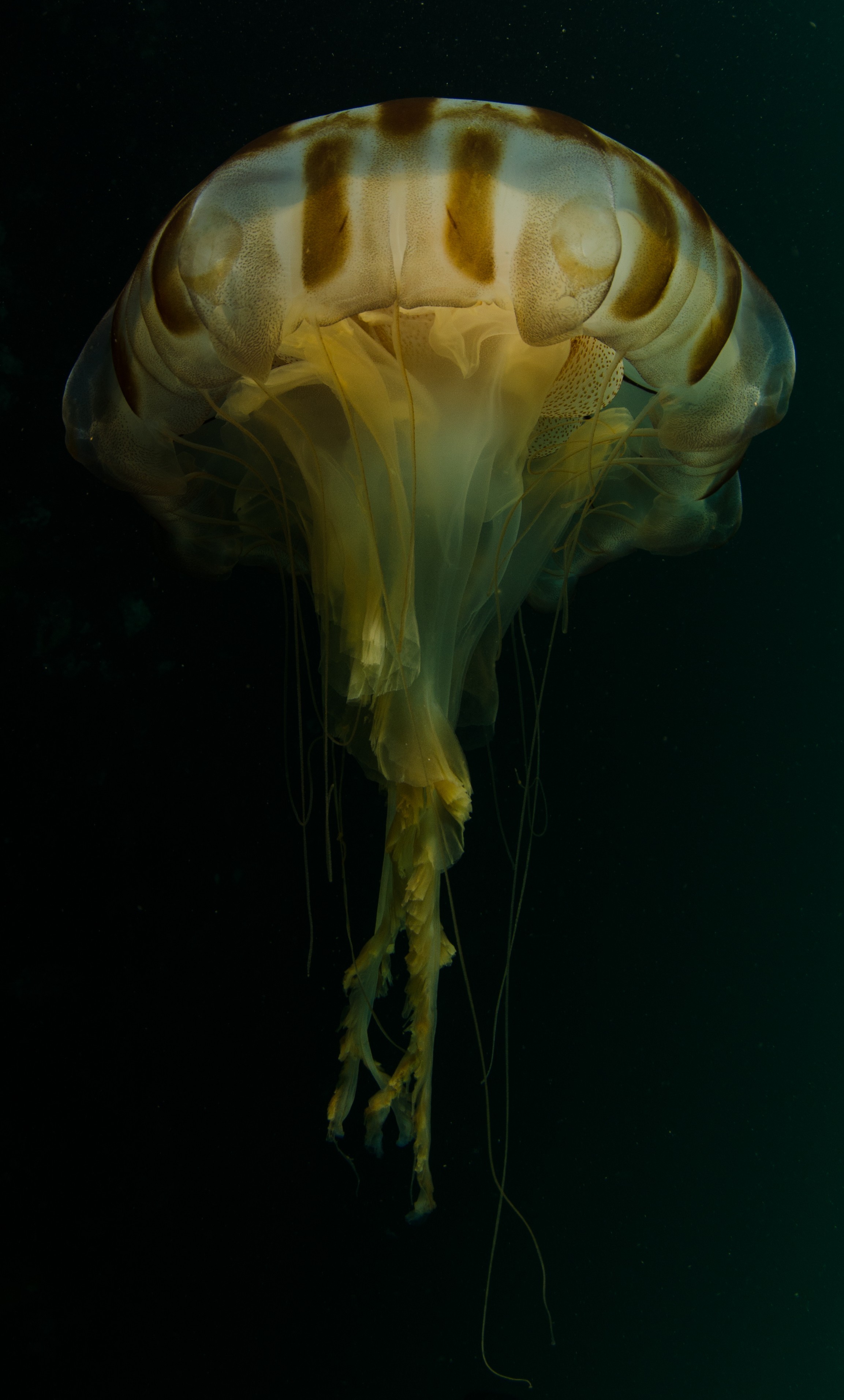 DSC_6234 – Alaska, noaa, kasitsna, bay, laboratory, aaus, crispin, cold, Jelly, fish, jellyfish, Underwater, image, photography, marine, life, alaska, important research!