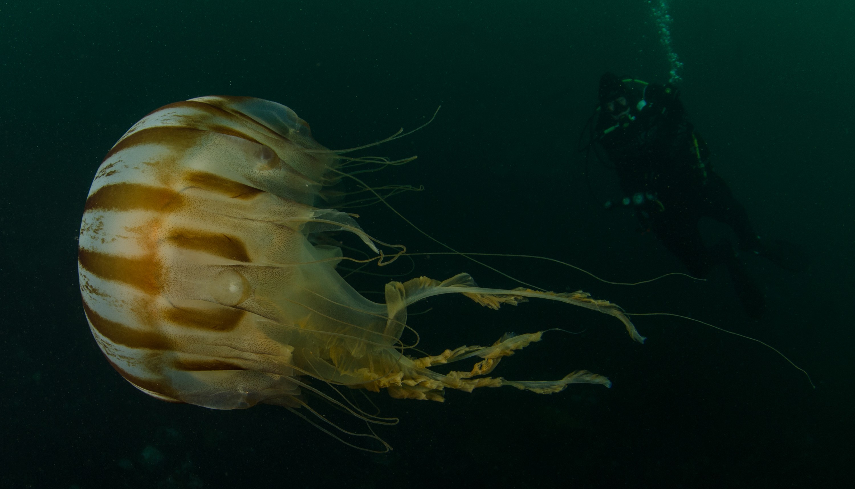 DSC_6235 – Alaska, noaa, kasitsna, bay, laboratory, aaus, crispin, cold, Jelly, fish, jellyfish, Underwater, image, photography, marine, life, alaska, important research!