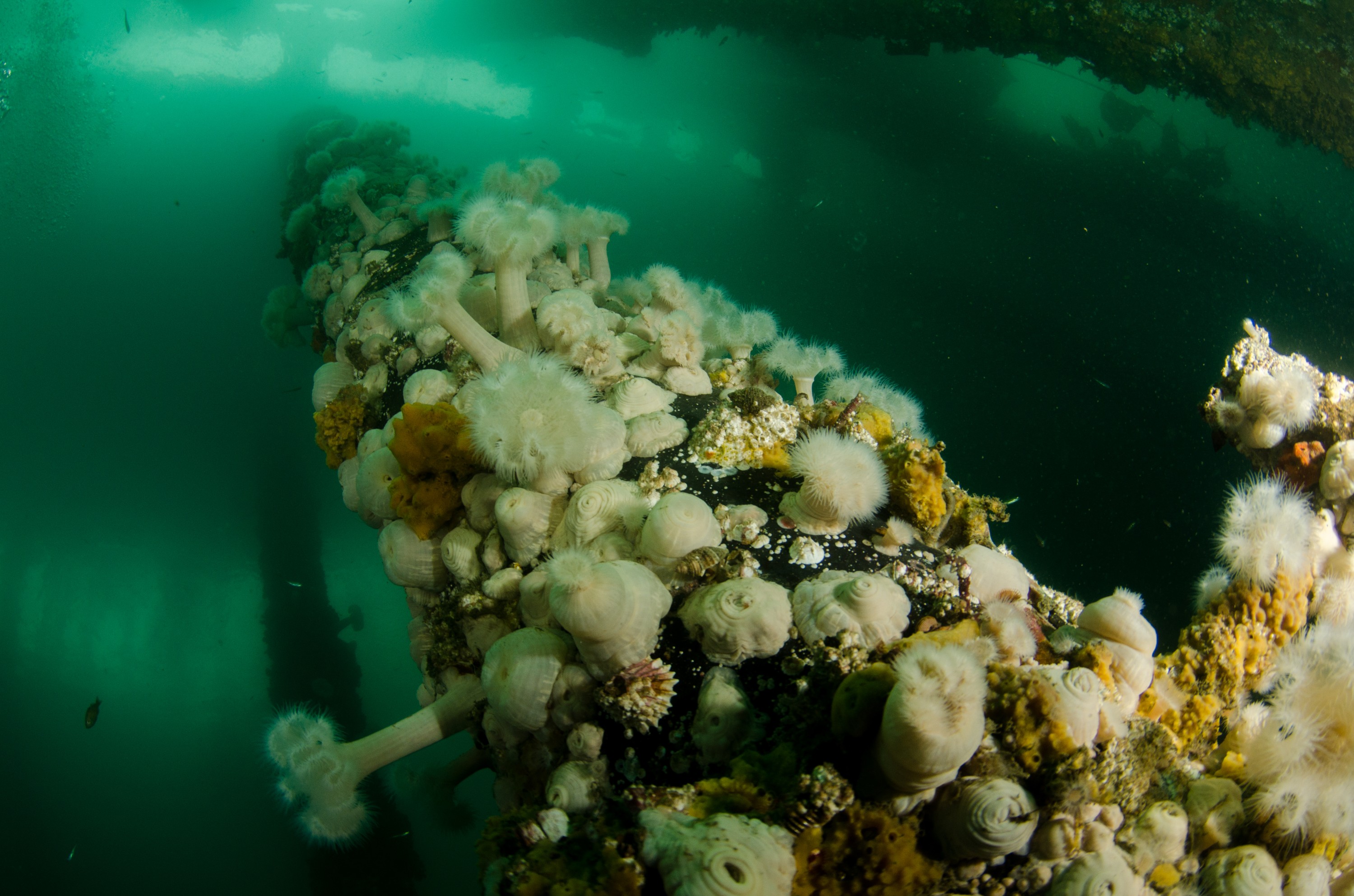 DSC_6314 – Alaska, noaa, kasitsna, bay, laboratory, aaus, crispin, cold, Underwater, image, photography, marine, life, alaska, important research!