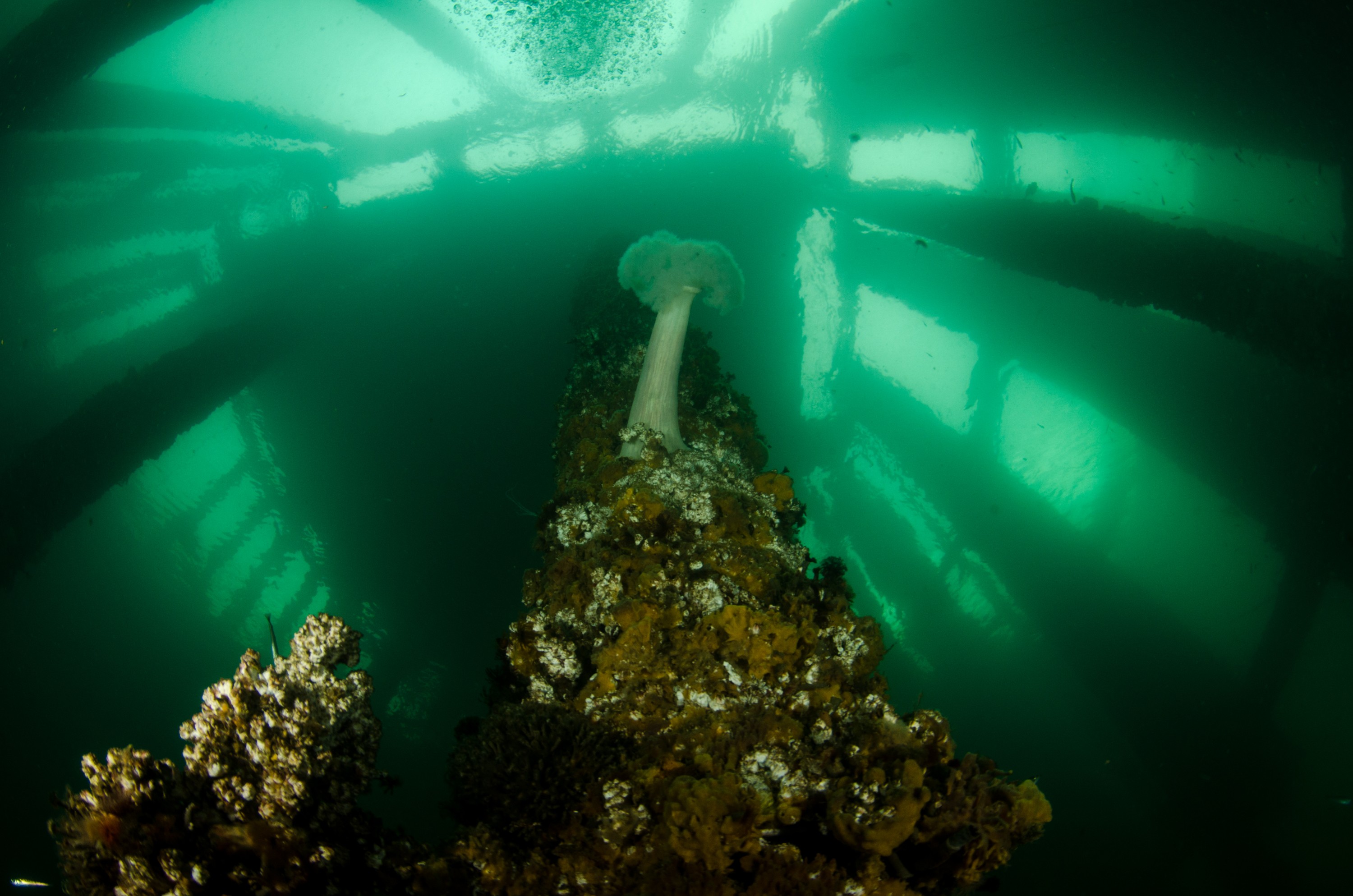 DSC_6359 – Alaska, noaa, kasitsna, bay, laboratory, aaus, crispin, cold, Underwater, image, photography, marine, life, alaska, important research!