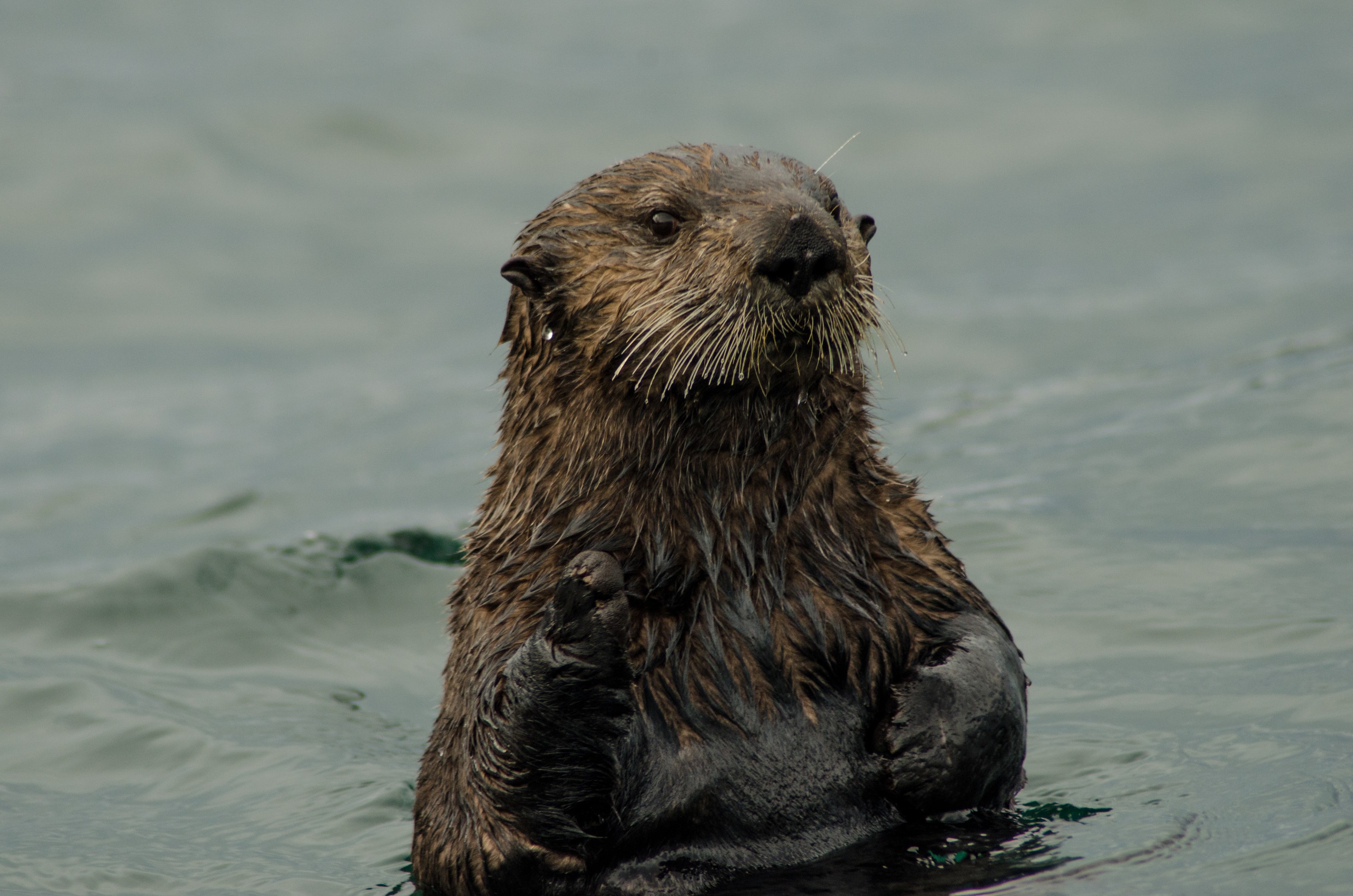 DSC_6492 – Alaska, noaa, kasitsna, bay, laboratory, aaus, crispin, cold, Sea Otters