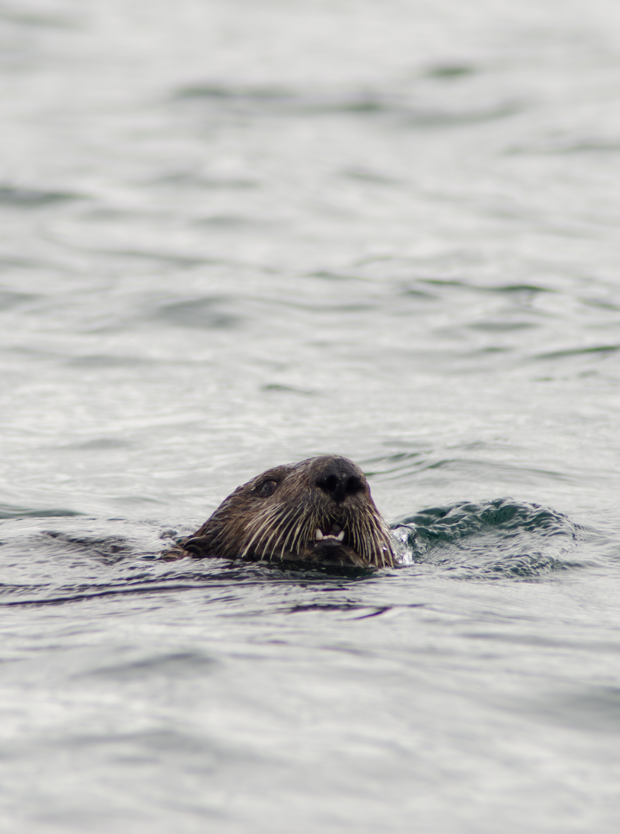 DSC_6499 – Alaska, noaa, kasitsna, bay, laboratory, aaus, crispin, cold, Sea Otters