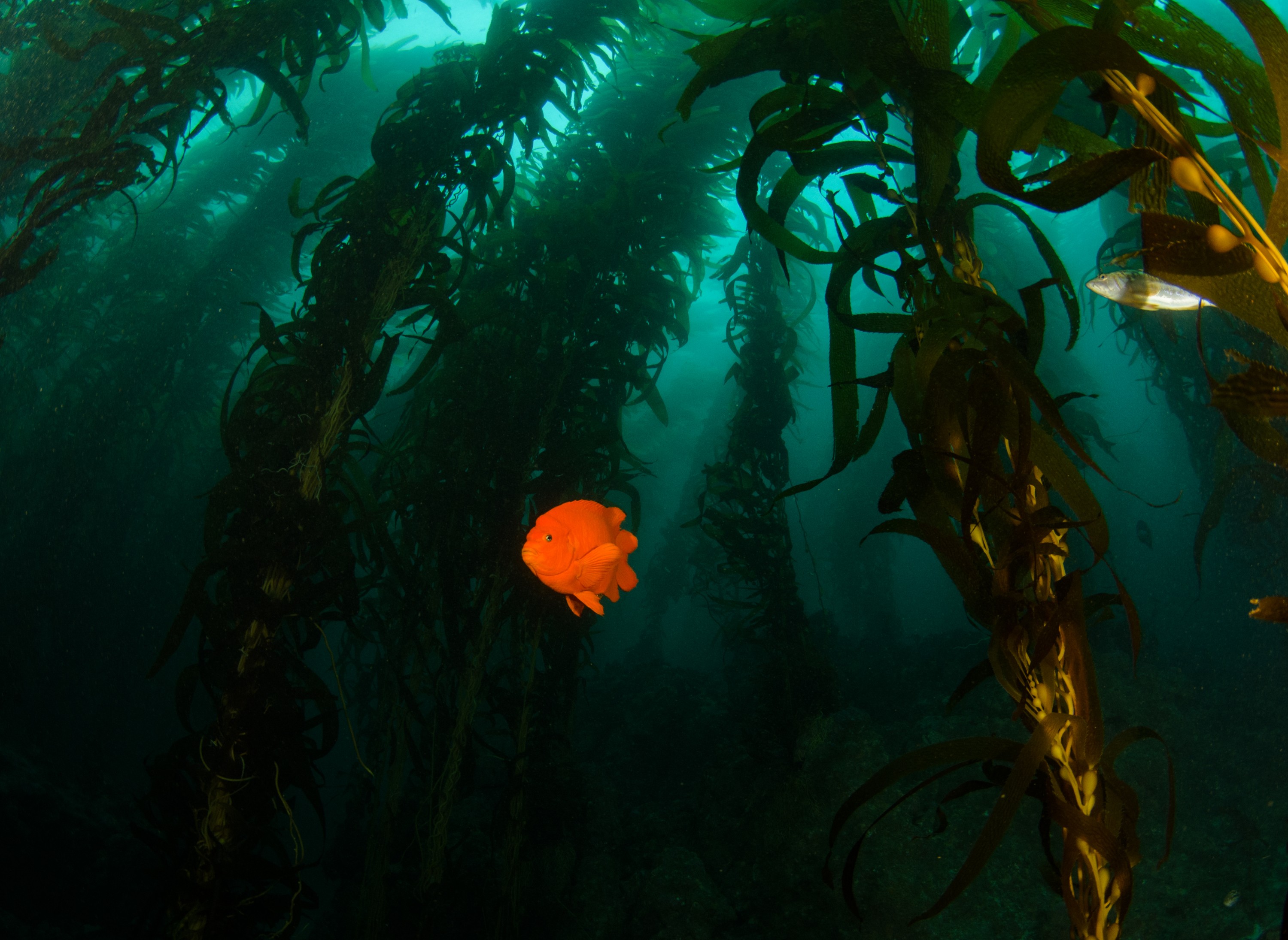 DSC_8685 – 2016, America, Channel, Crispin, Garibaldi, Hypsypops, Islands, Peace, September, U.S.A., USA, california, damselfish, forest, kelp, rubicundus, seacology, seacologynz.com