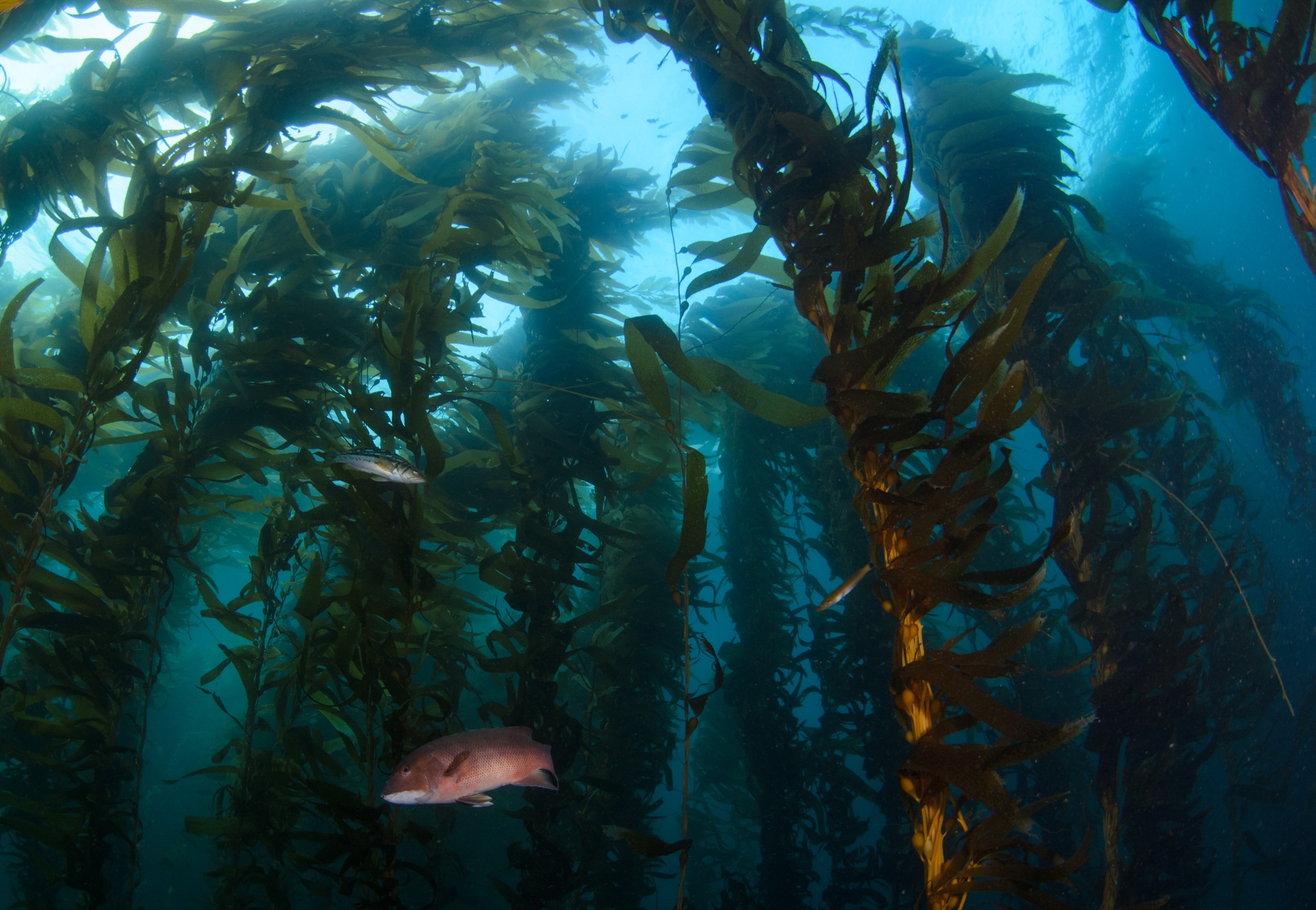DSC_8715 – 2016, America, Channel, Crispin, Islands, September, U.S.A., USA, california, forest, kelp, seacology, seacologynz.com