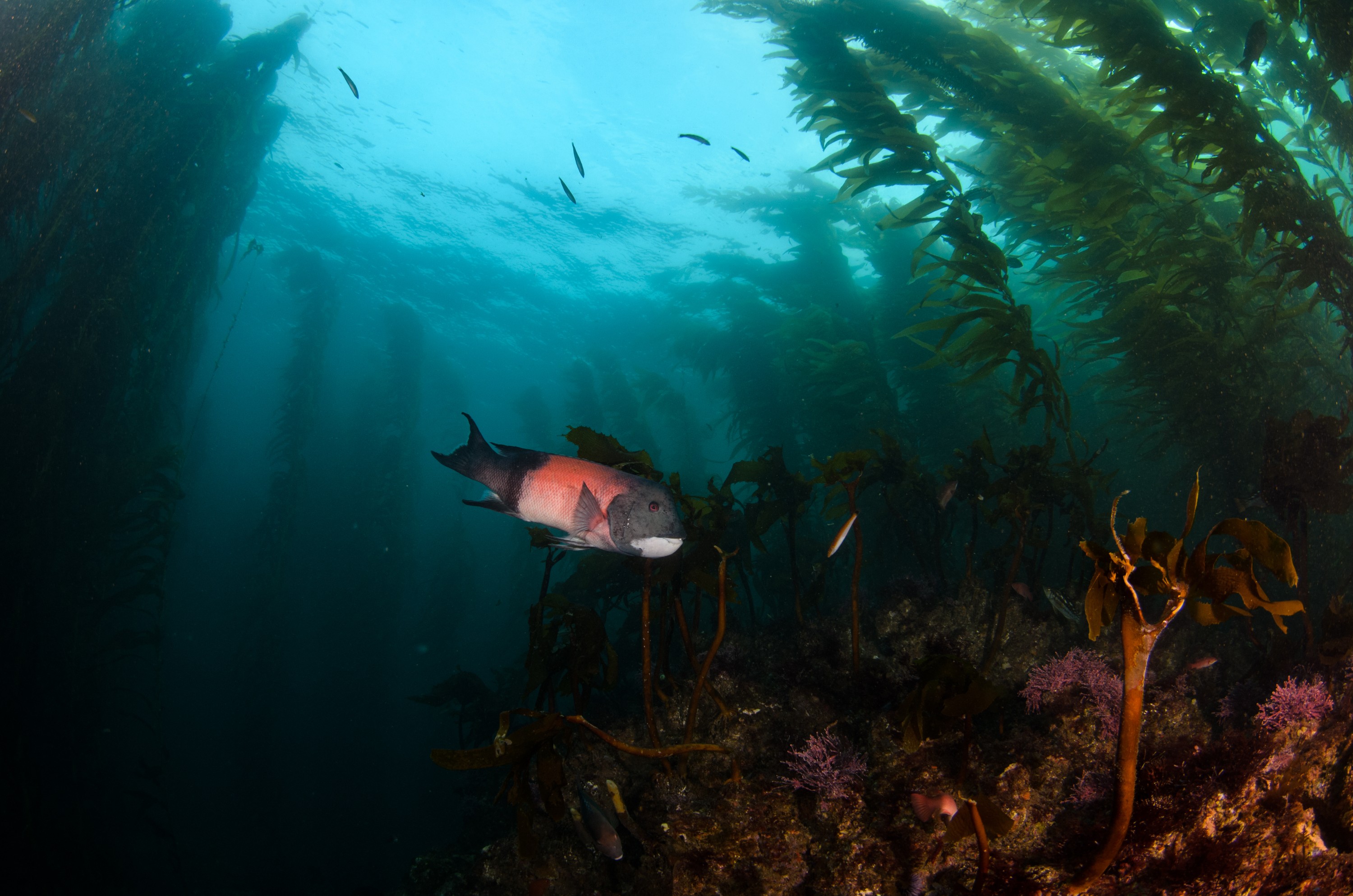 DSC_8719 – 2016, America, Channel, Crispin, Islands, Semicossyphus, September, U.S.A., USA, california, forest, head, kelp, pulcher, seacology, seacologynz.com, sheep, sheephead, wrasse