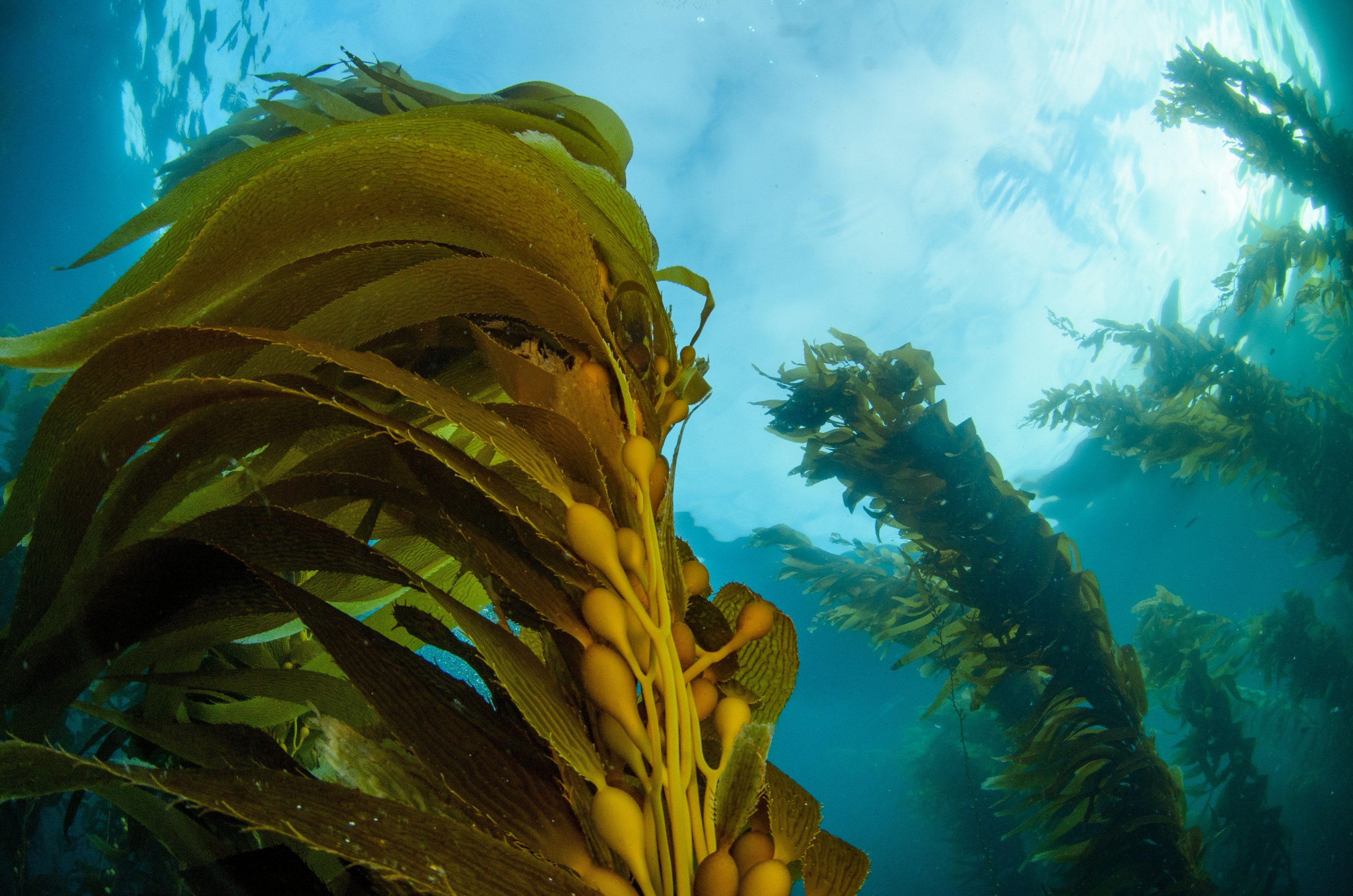 DSC_8751 – 2016, America, Channel, Crispin, Islands, September, U.S.A., USA, california, forest, kelp, seacology, seacologynz.com