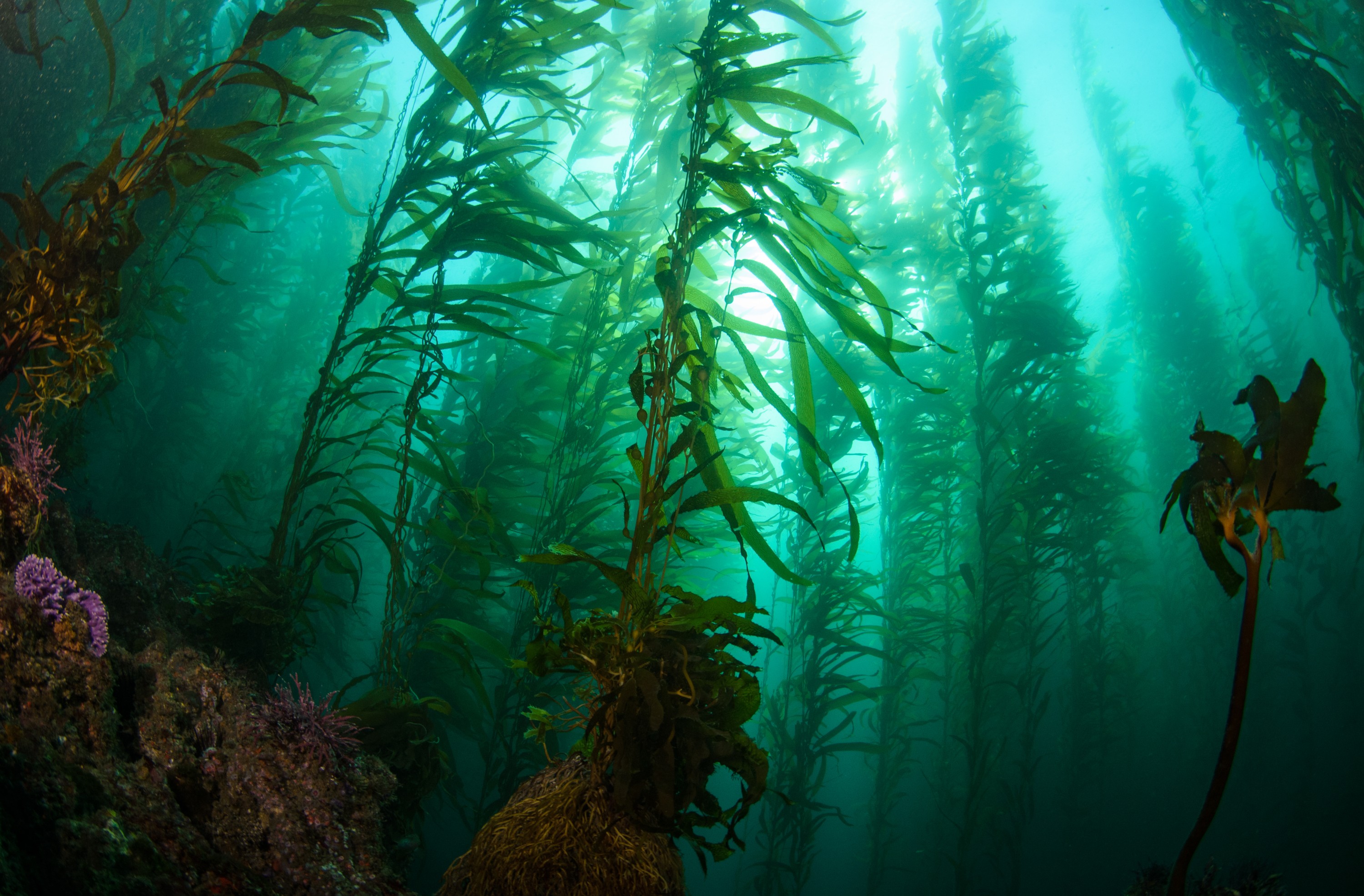 DSC_8793 – 2016, America, Channel, Crispin, Islands, September, U.S.A., USA, california, forest, kelp, seacology, seacologynz.com