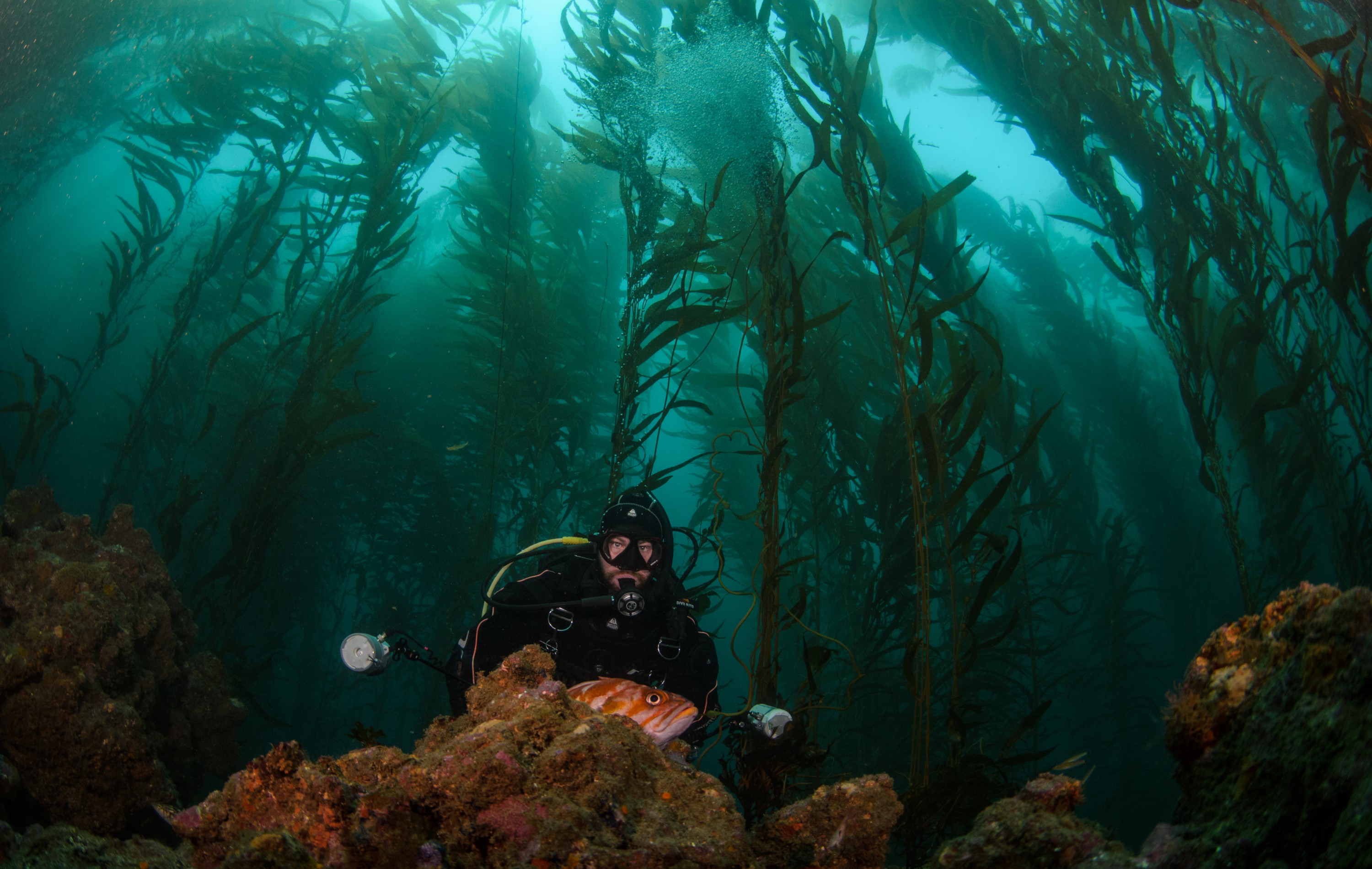 DSC_8800 – 2016, America, Channel, Crispin, Islands, September, U.S.A., USA, california, fish, forest, kelp, rock, rockfish, seacology, seacologynz.com